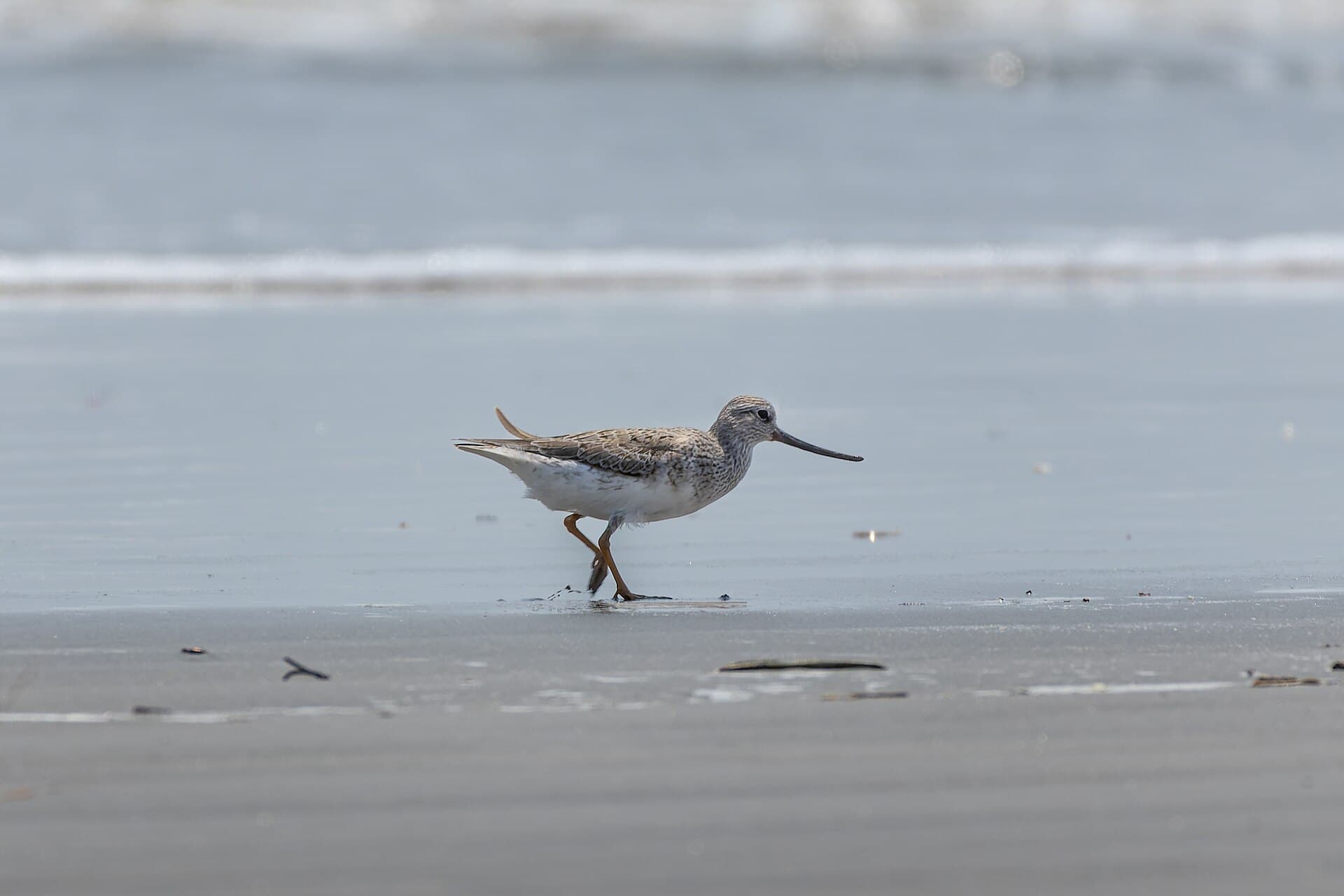 Terekruiter (Xenus cinereus) - Terek sandpiper by Tisha Mukherjee 01