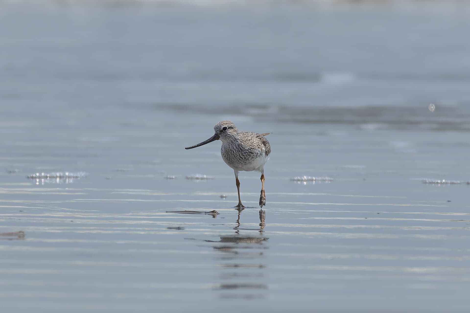 Terekruiter (Xenus cinereus) - Terek sandpiper by Tisha Mukherjee 04