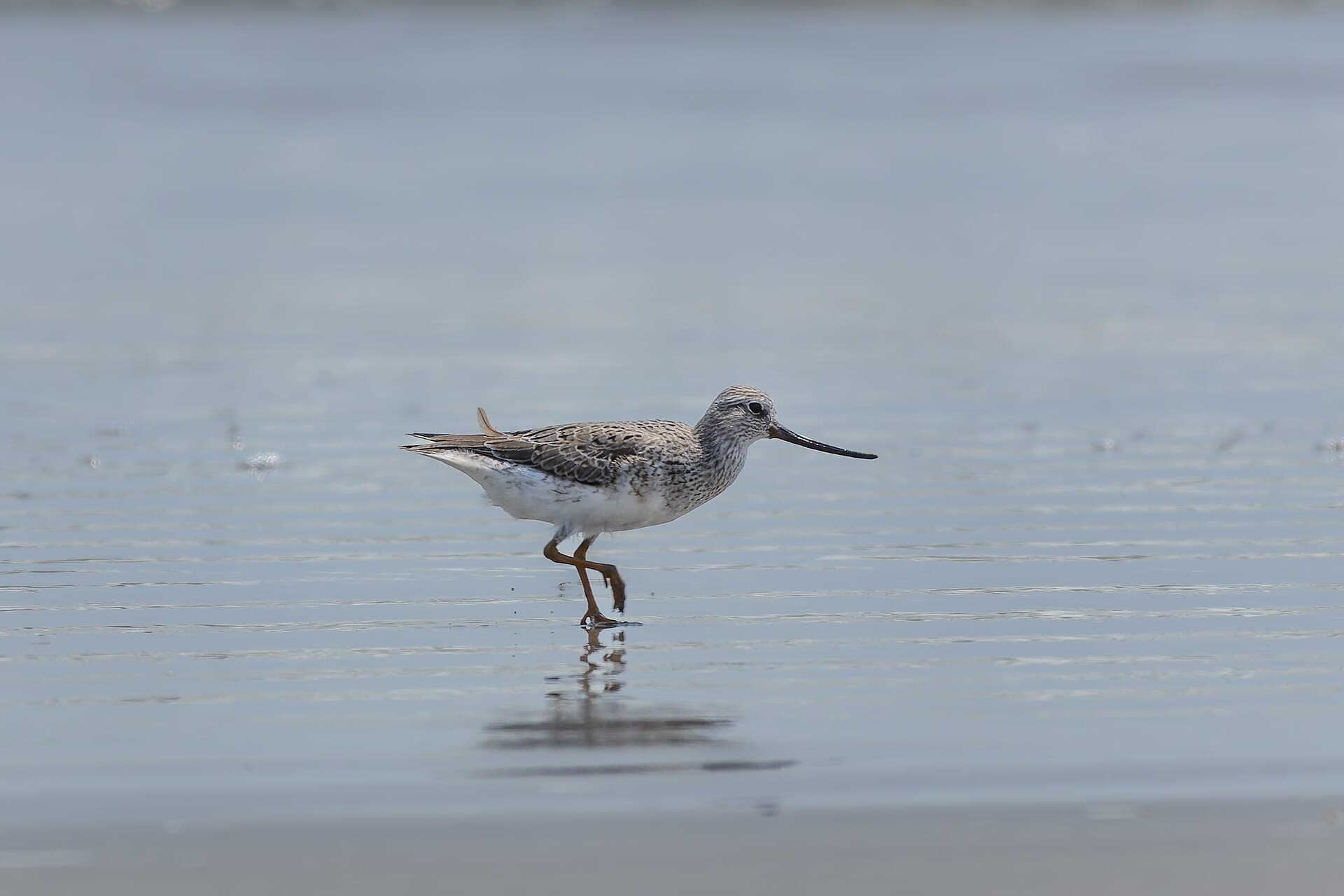 Terekruiter (Xenus cinereus) - Terek sandpiper by Tisha Mukherjee 03