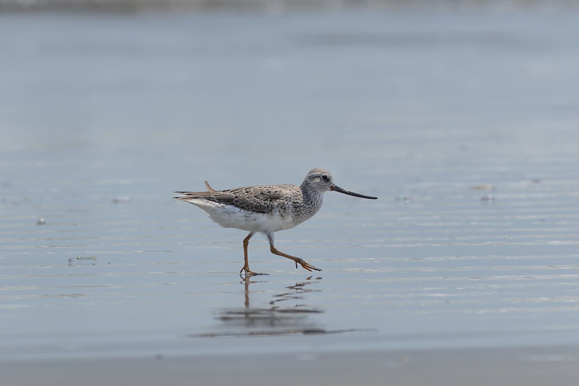 Terekruiter (Xenus cinereus) - Terek sandpiper by Tisha Mukherjee 02