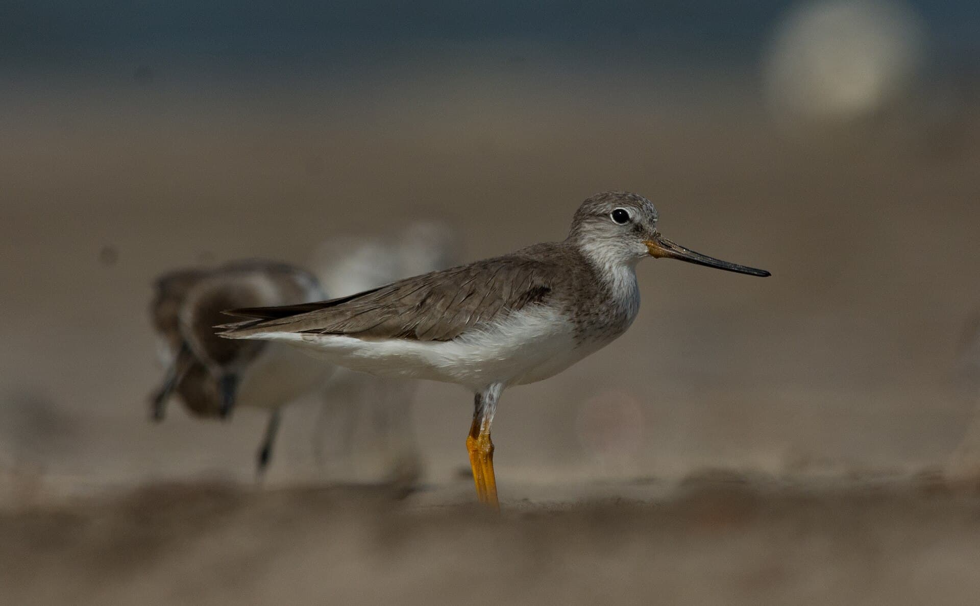 Terekruiter (Xenus cinereus) - Terek Sandpiper Xenus cinereus by Vedant Kasambe 02