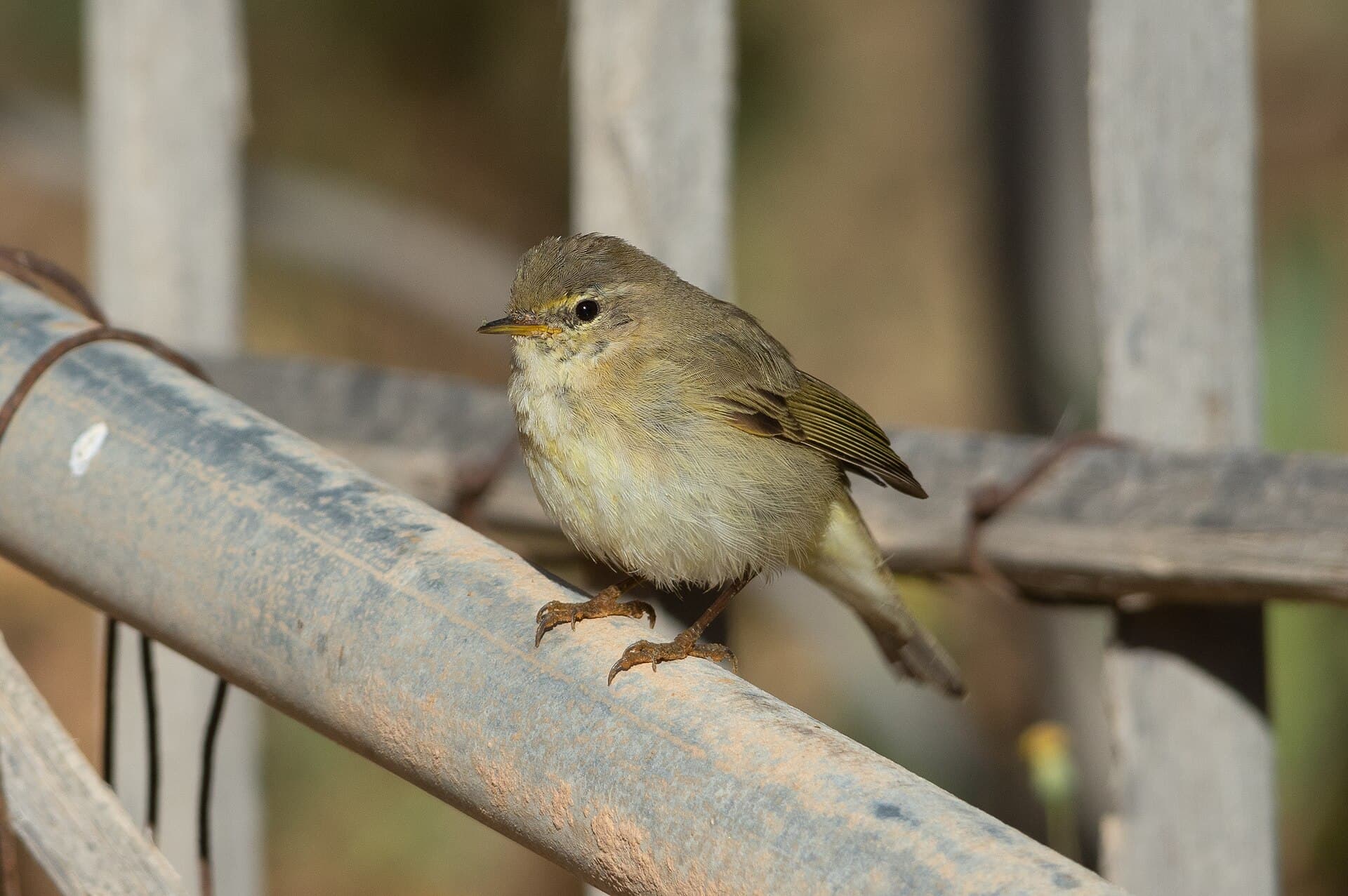 Tjiftjaf (Phylloscopus collybita) - Pouillot véloce Djerba007