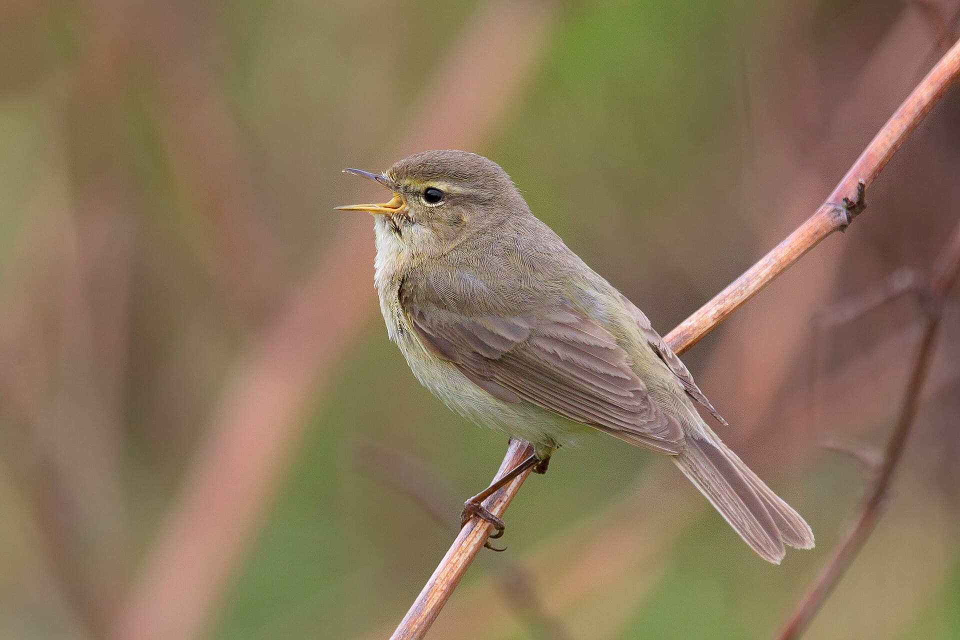 Tjiftjaf (Phylloscopus collybita) - Chiffchaff - Phylloscopus collybita
