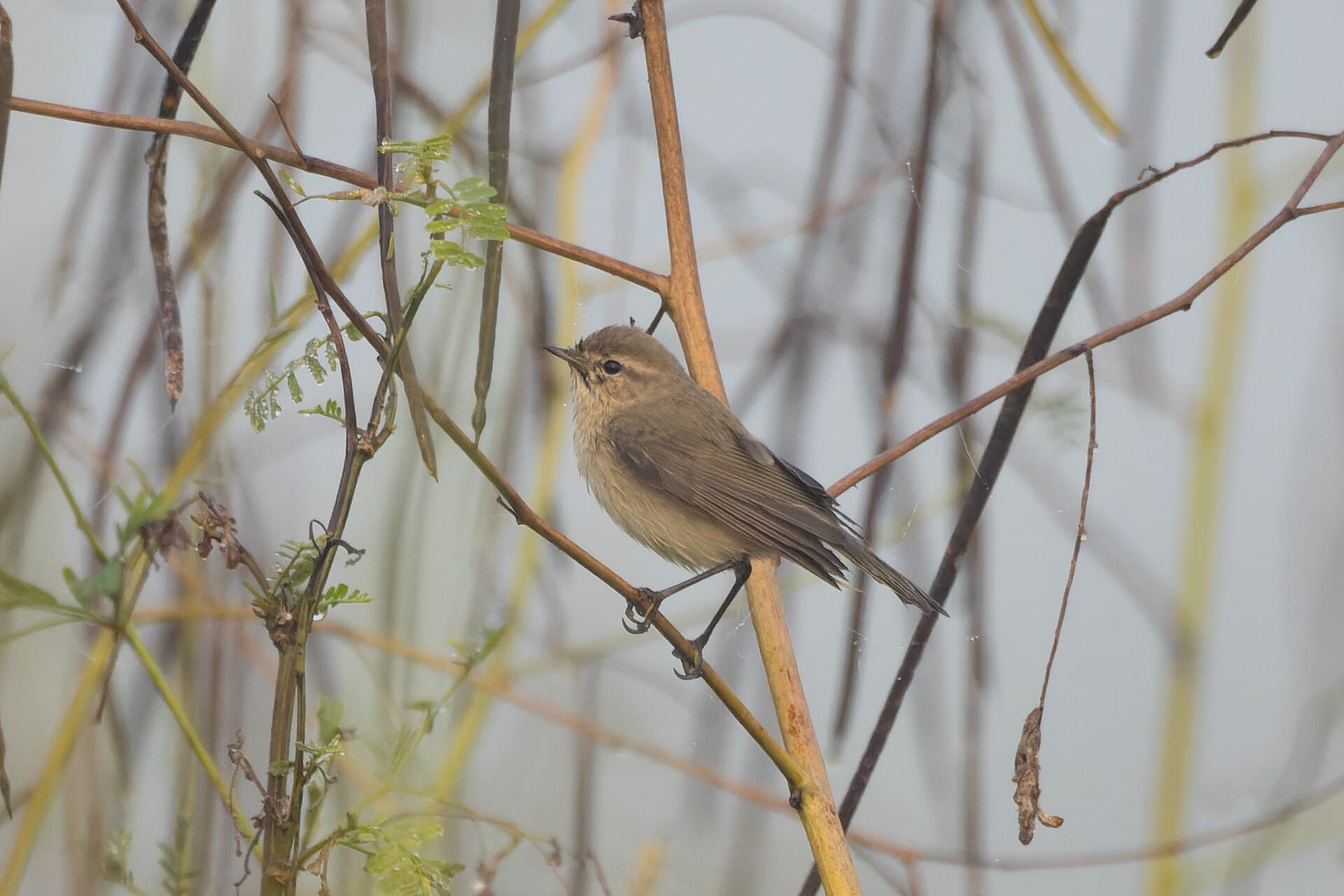 Tjiftjaf (Phylloscopus collybita) - Common Chiffchaff by Tisha Mukherjee 01