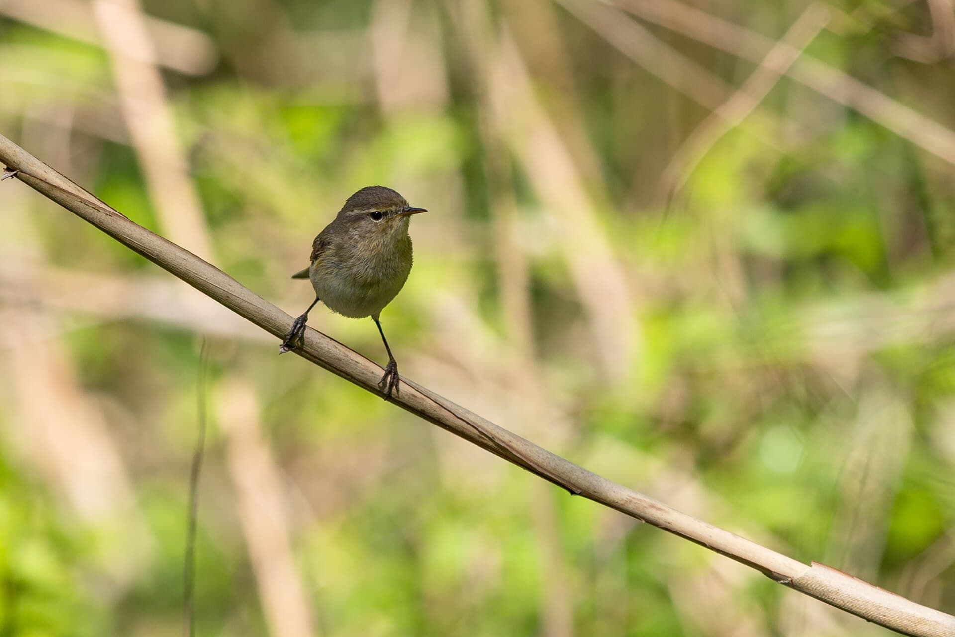 Tjiftjaf (Phylloscopus collybita) - Kolibiarik čipčavý