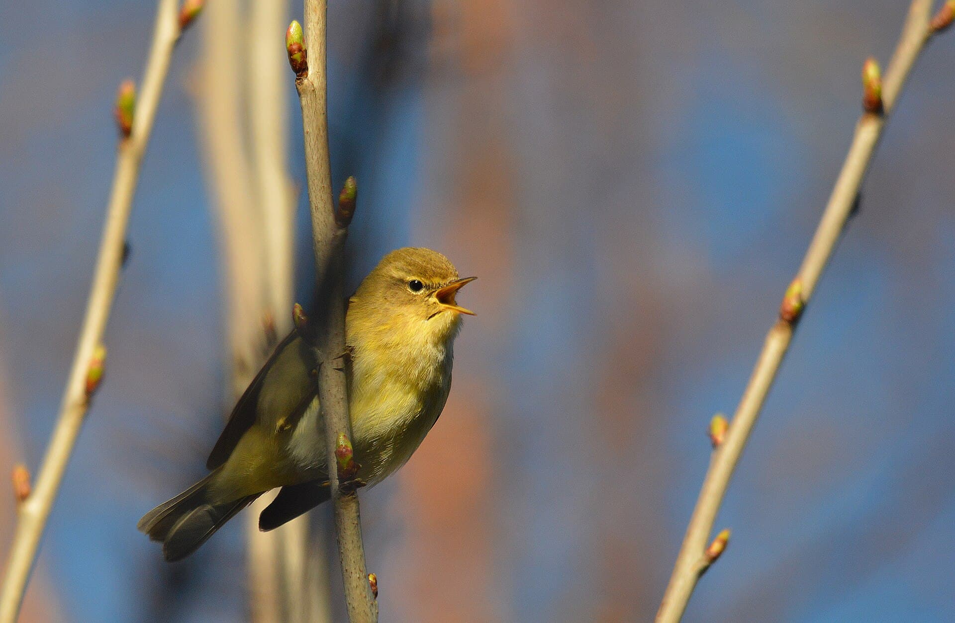 Tjiftjaf (Phylloscopus collybita) - Chiff Chaff (13324838524)