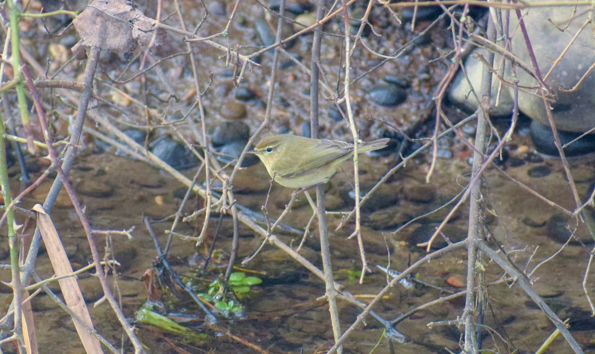 Tjiftjaf (Phylloscopus collybita) - Phylloscopus collybita 113675959