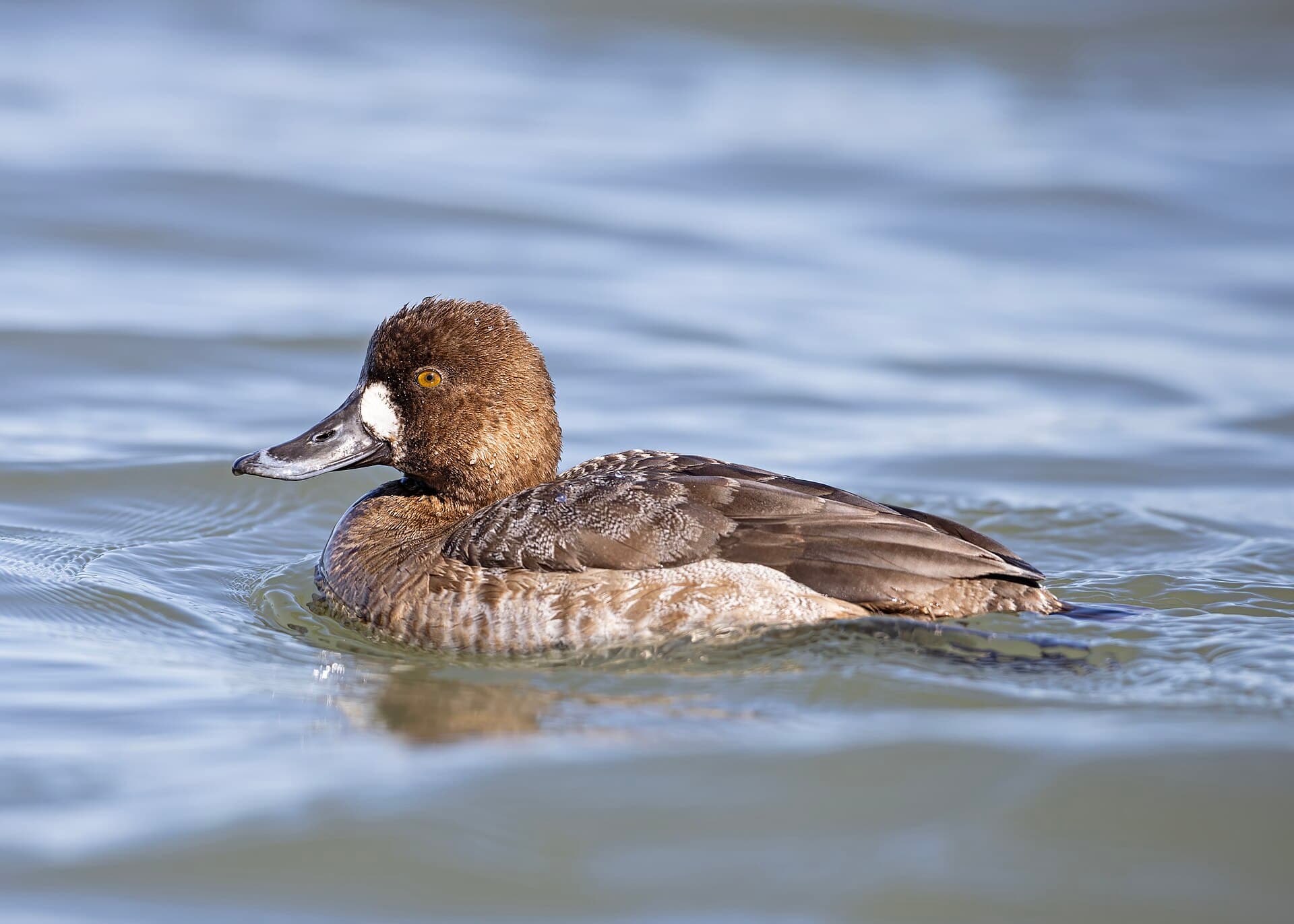 Toppereend (Aythya marila) - Hen Lesser Scaup (Aythya affinis), Barnegat Inlet, New Jersey, USA