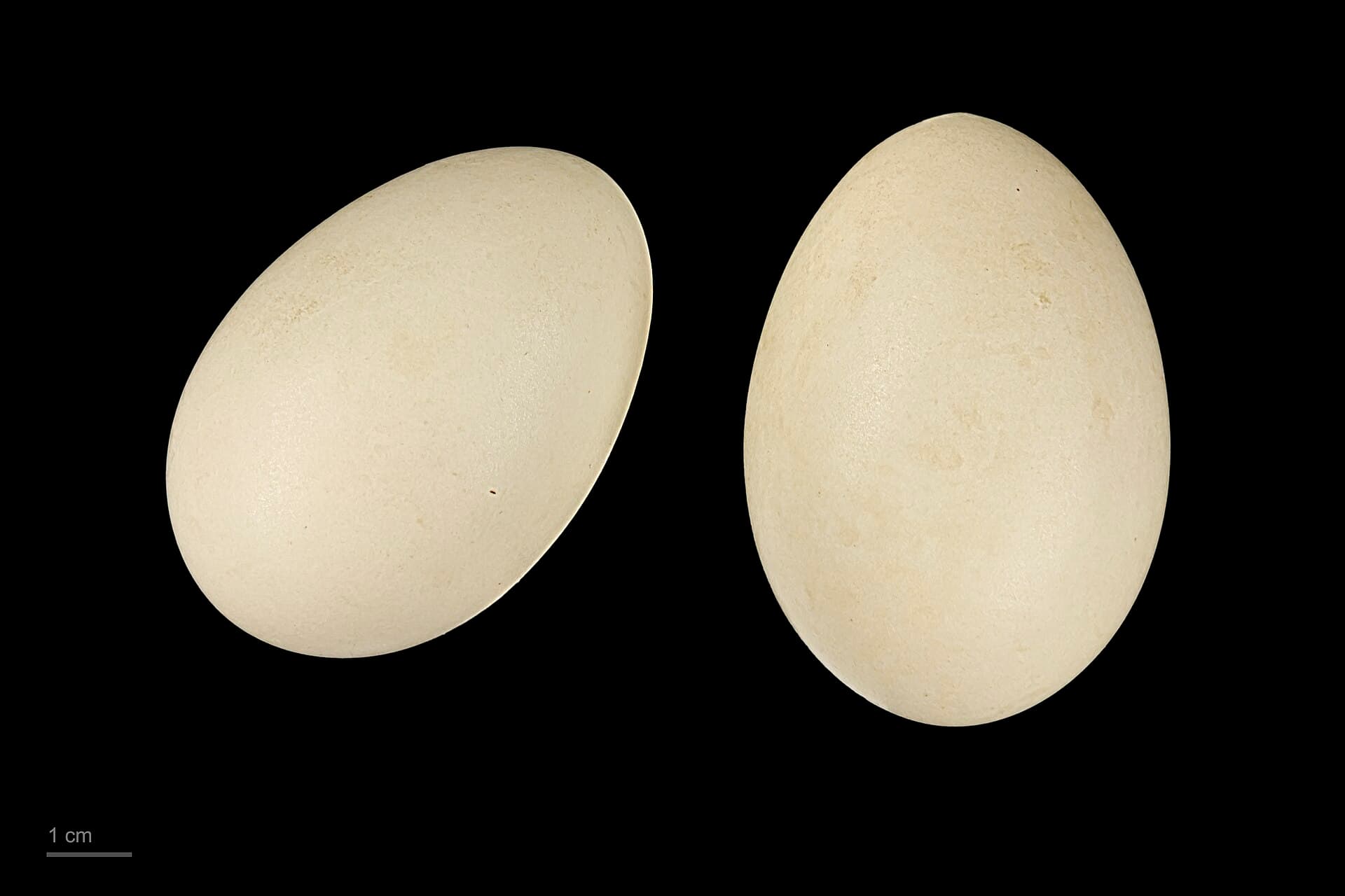 Toppereend (Aythya marila) - Aythya marila MHNT.ZOO.2010.11.20.1