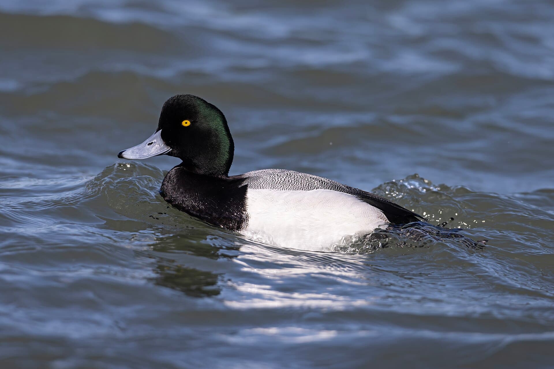 Toppereend (Aythya marila) - Drake Greater scaup (Aythya marila) Barnegat Inlet, New Jersey, USA