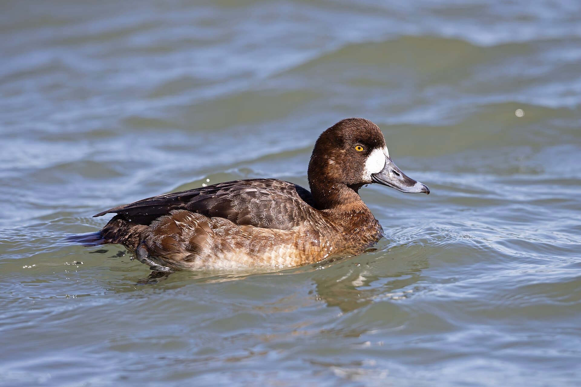 Toppereend (Aythya marila) - Hen greater scaup (Aythya marila) Barnegat Inlet, New Jersey, USA