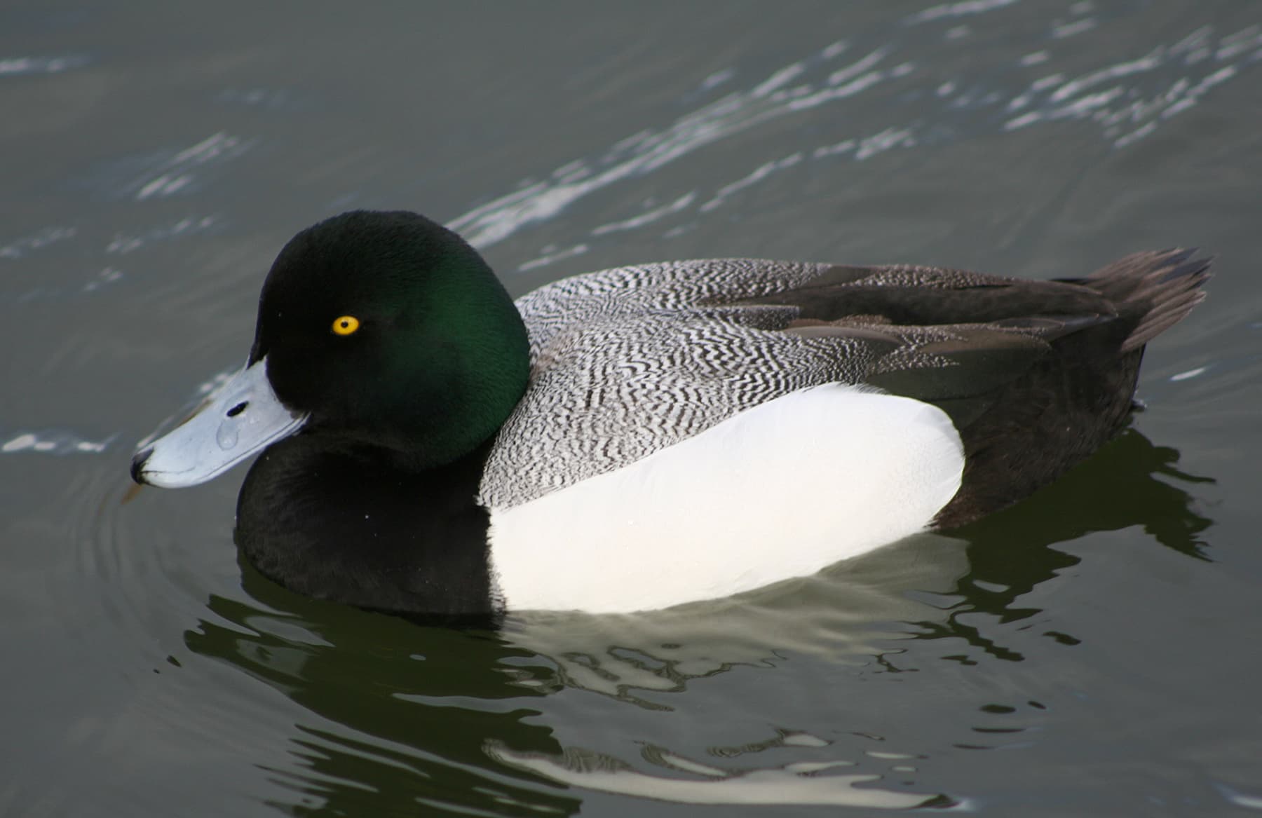 Toppereend (Aythya marila) - Greater-scaup-male2