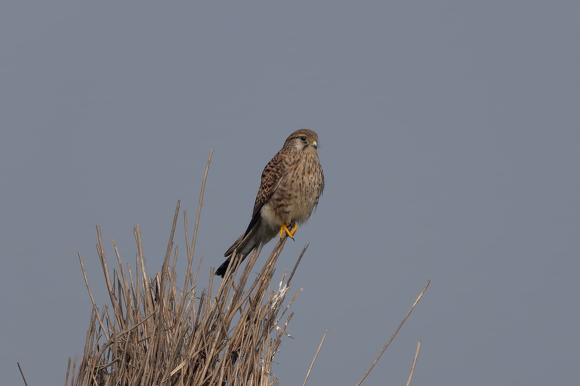 Torenvalk (Falco tinnunculus) - Eurasian Kestrel by Tisha Mukherjee 06