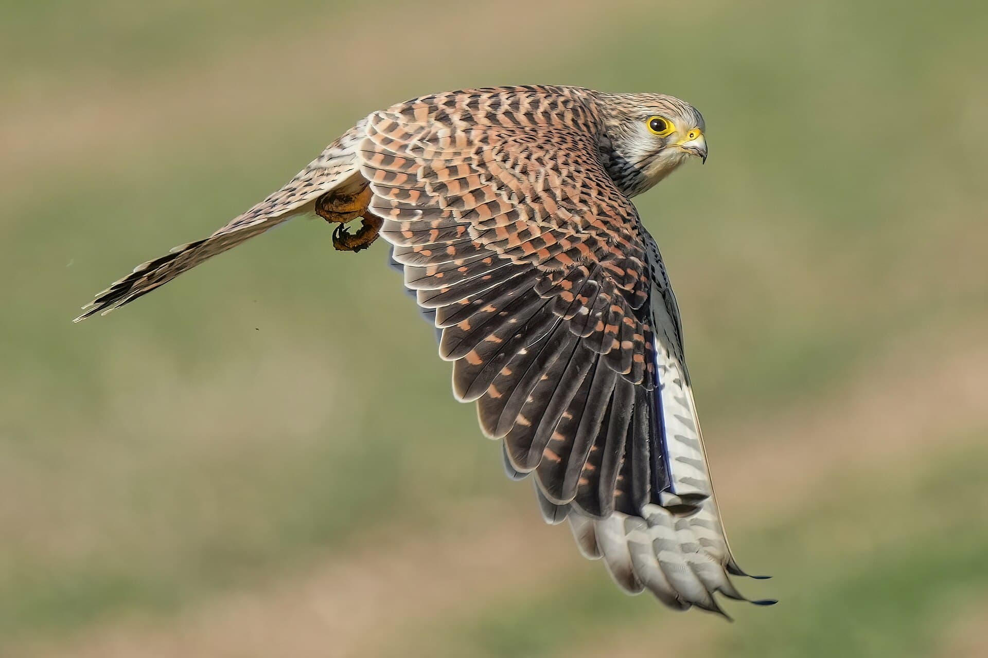 Torenvalk (Falco tinnunculus) - 078 Wild Common kestrel in flight at Pfyn-Finges Photo by Giles Laurent