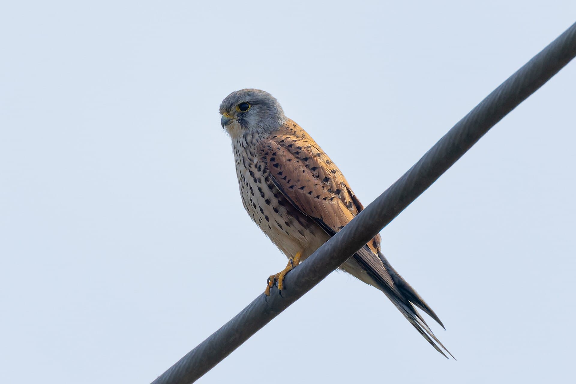 Torenvalk (Falco tinnunculus) - Eurasian Kestrel by Tisha Mukherjee 03