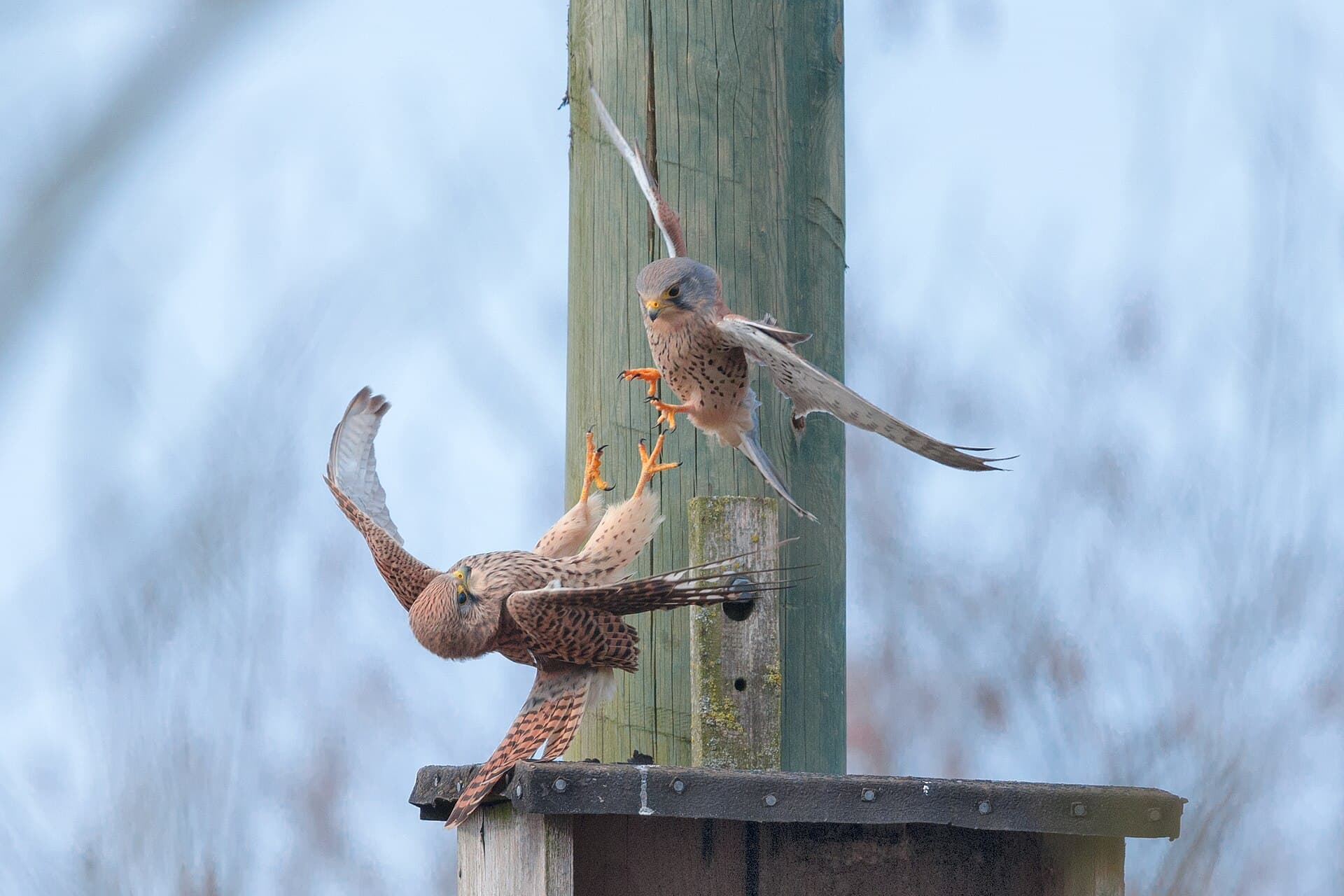 Torenvalk (Falco tinnunculus) - Turmfalke maennchen