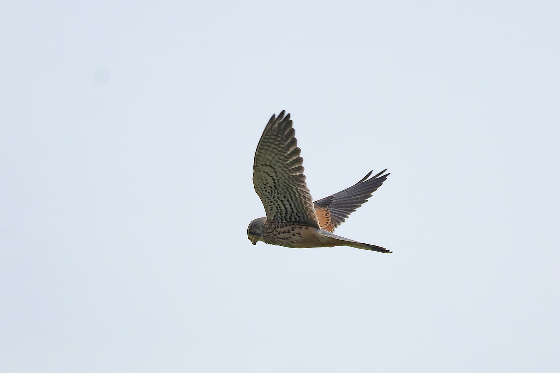 Torenvalk (Falco tinnunculus) - Eurasian Kestrel by Tisha Mukherjee 01