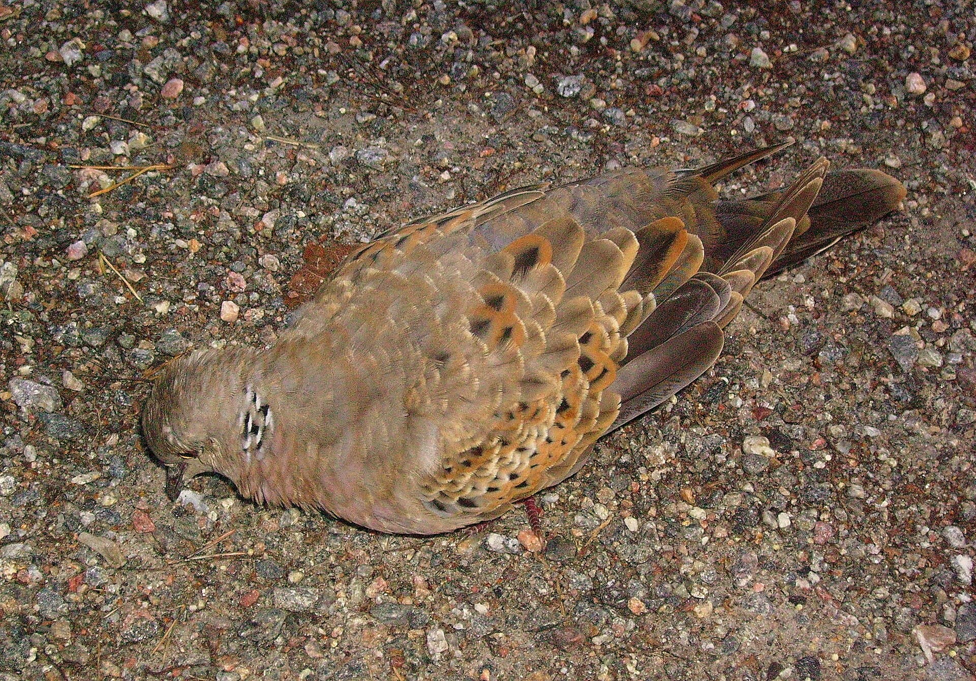 Tortelduif (Streptopelia turtur) - Turturduva1