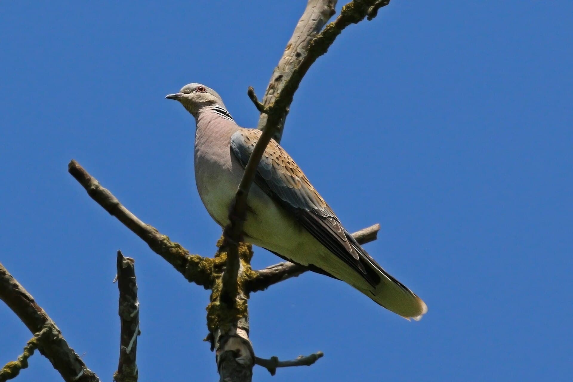 Tortelduif (Streptopelia turtur) - Turtle Dove (Streptopelia turtur) Otmoor