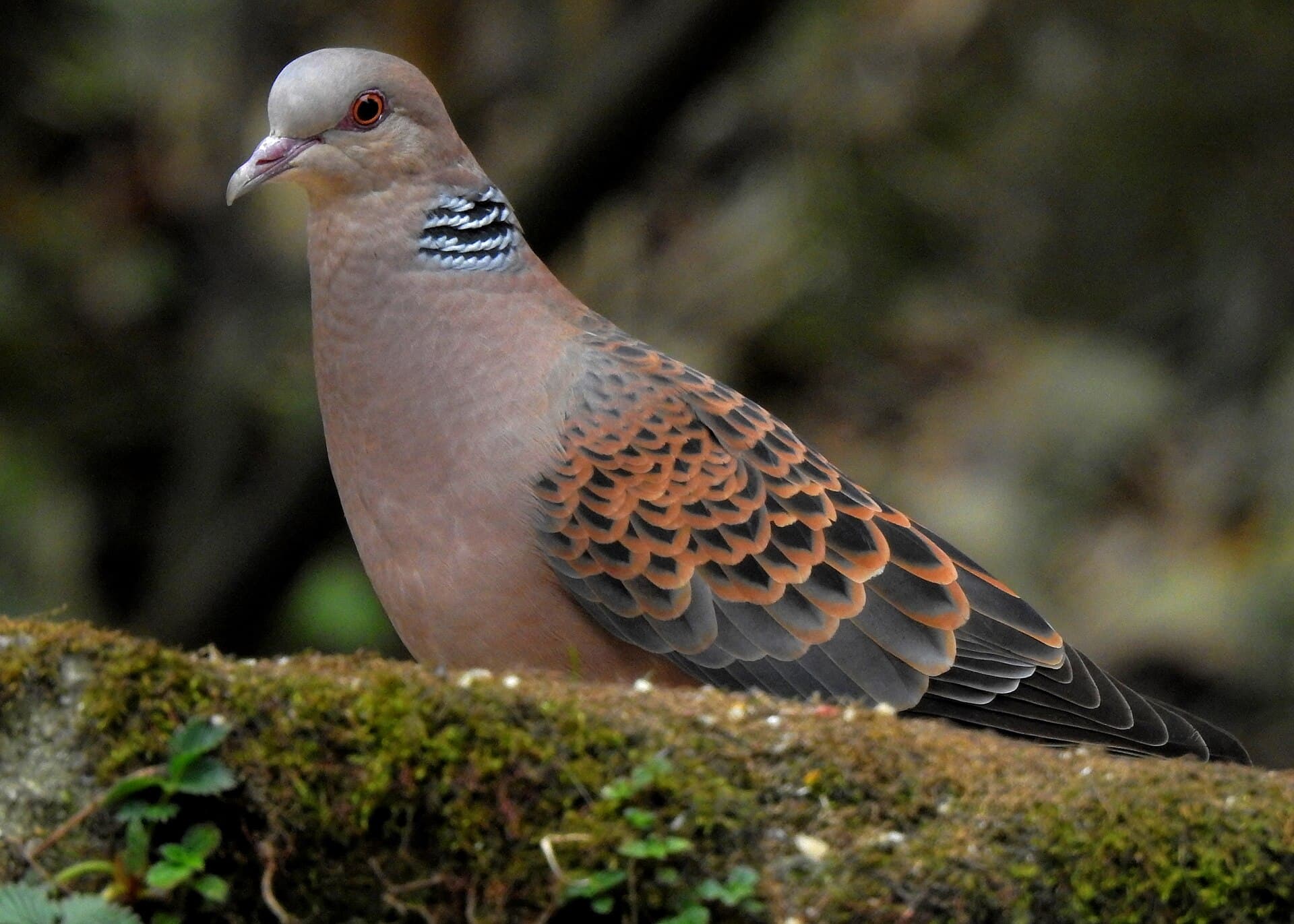 Tortelduif (Streptopelia turtur) - Oriental Turtle-Dove in Senchal Wildlife Sanctuary April 2023 by Tisha Mukherjee 01