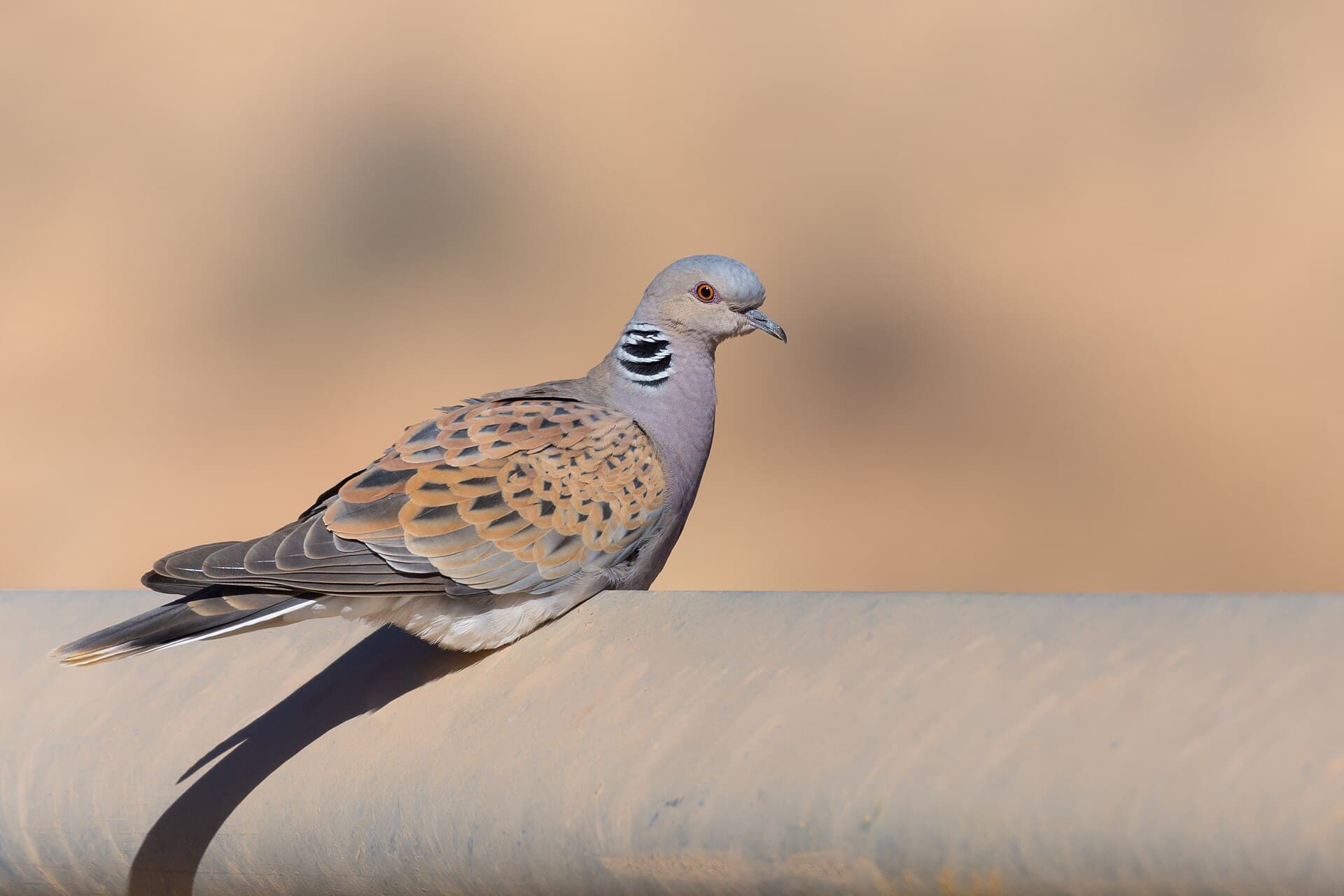 Tortelduif (Streptopelia turtur) - Tourterelle des bois Sud de la Tunisie