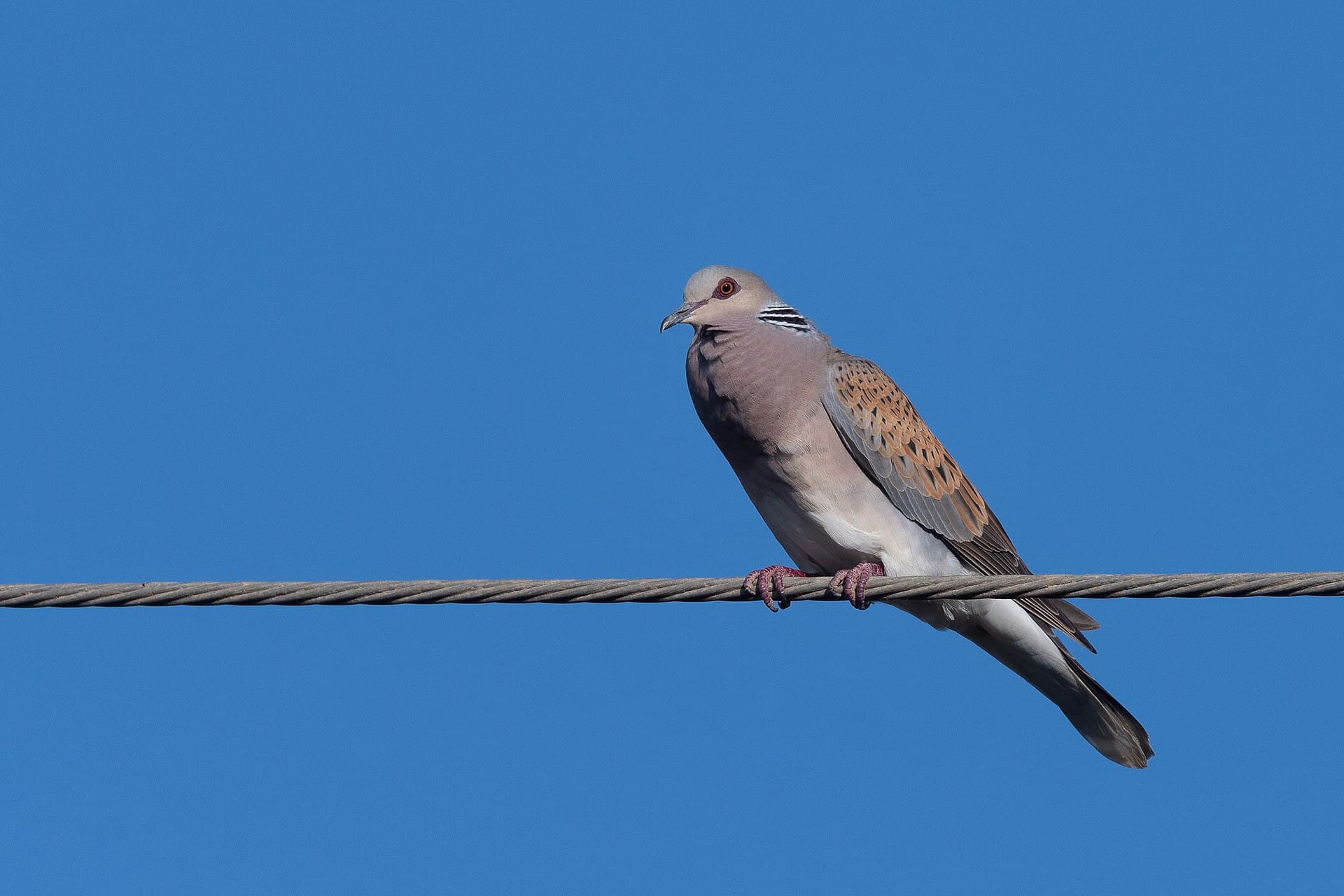 Tortelduif (Streptopelia turtur) - Tourterelle des bois Mornag