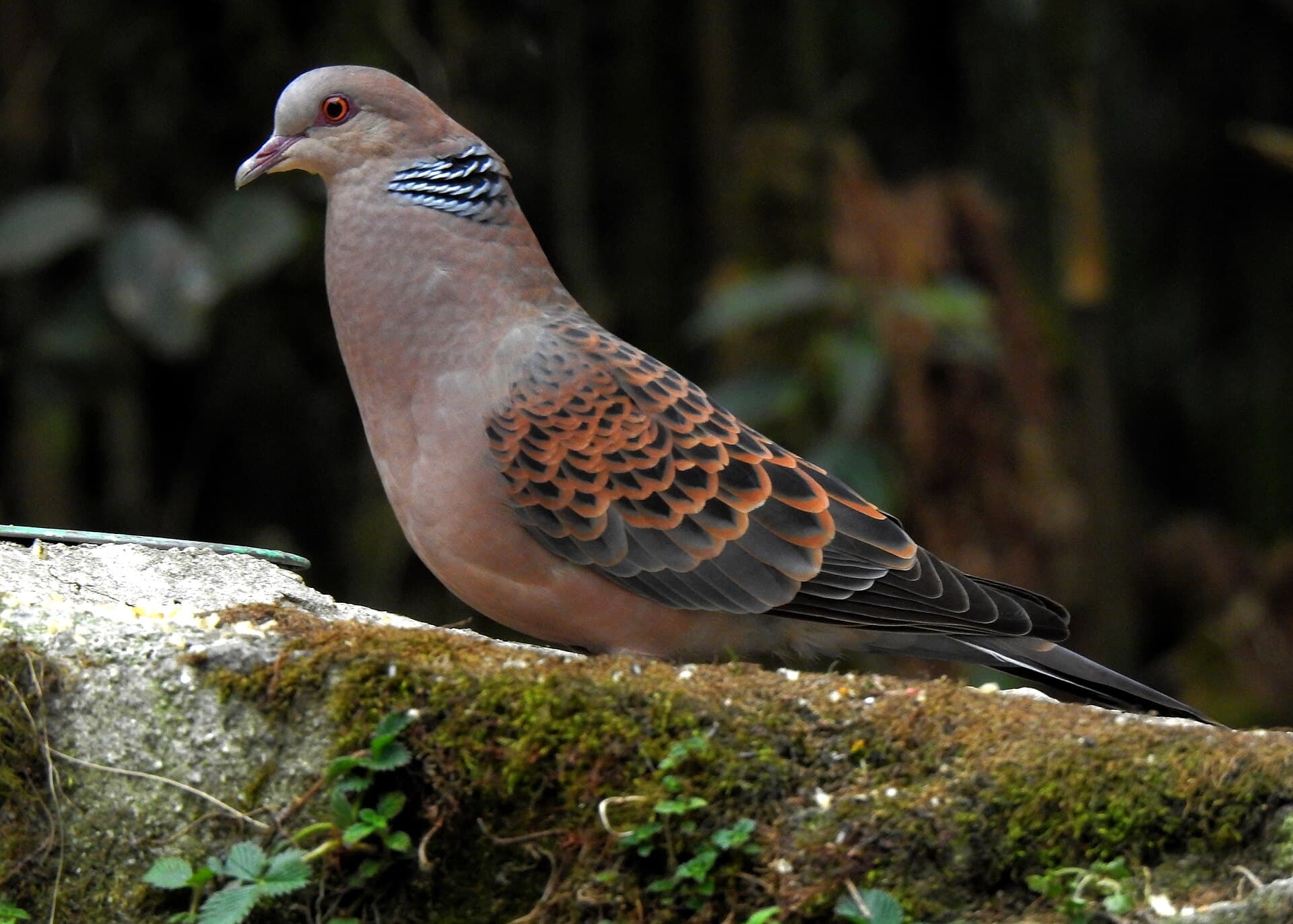 Tortelduif (Streptopelia turtur) - Oriental Turtle-Dove in Senchal Wildlife Sanctuary April 2023 by Tisha Mukherjee 04