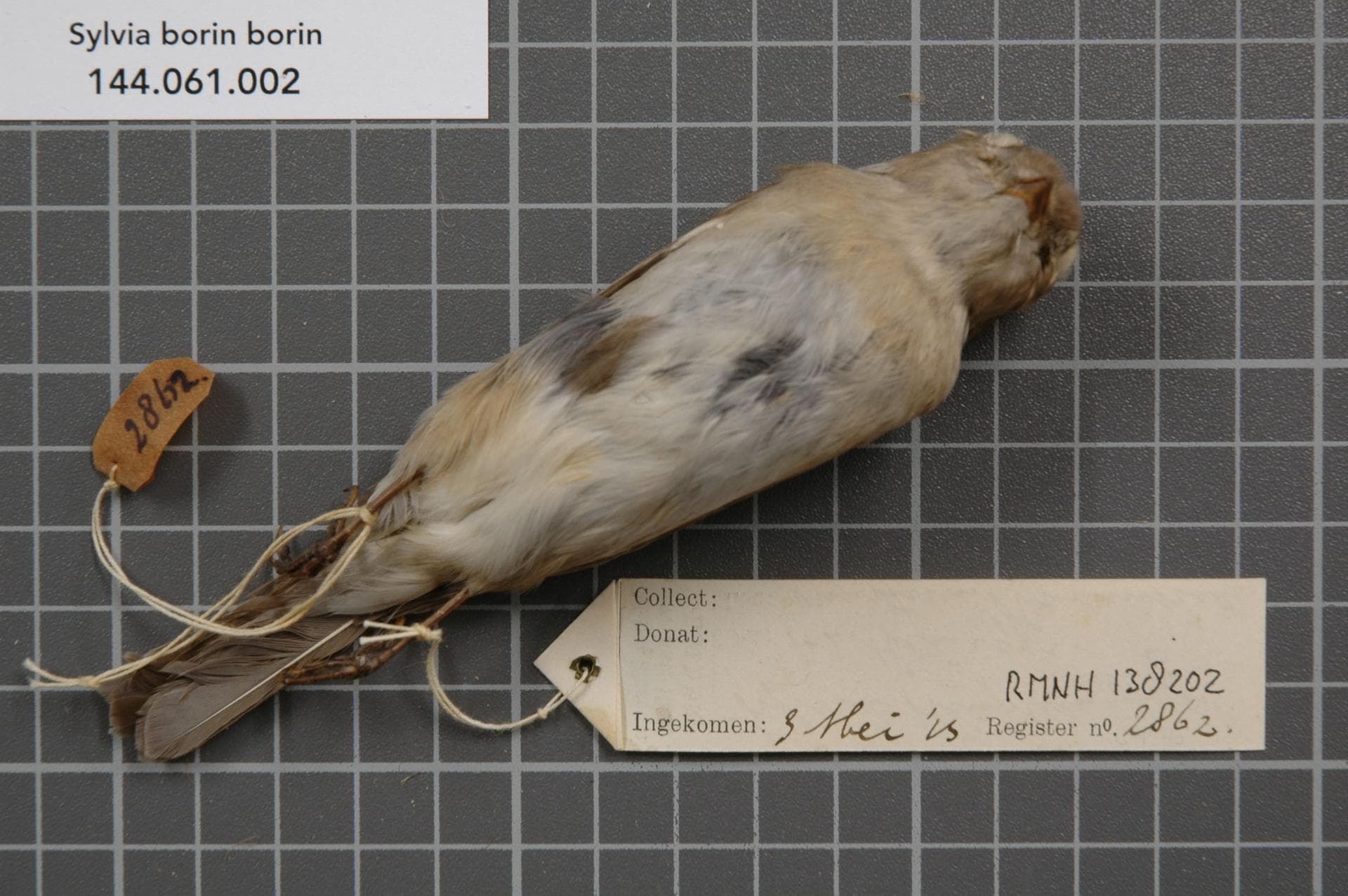 Tuinfluiter (Sylvia borin) - Naturalis Biodiversity Center - RMNH.AVES.138202 2 - Sylvia borin borin (Boddaert, 1783) - Sylviidae - bird skin specimen