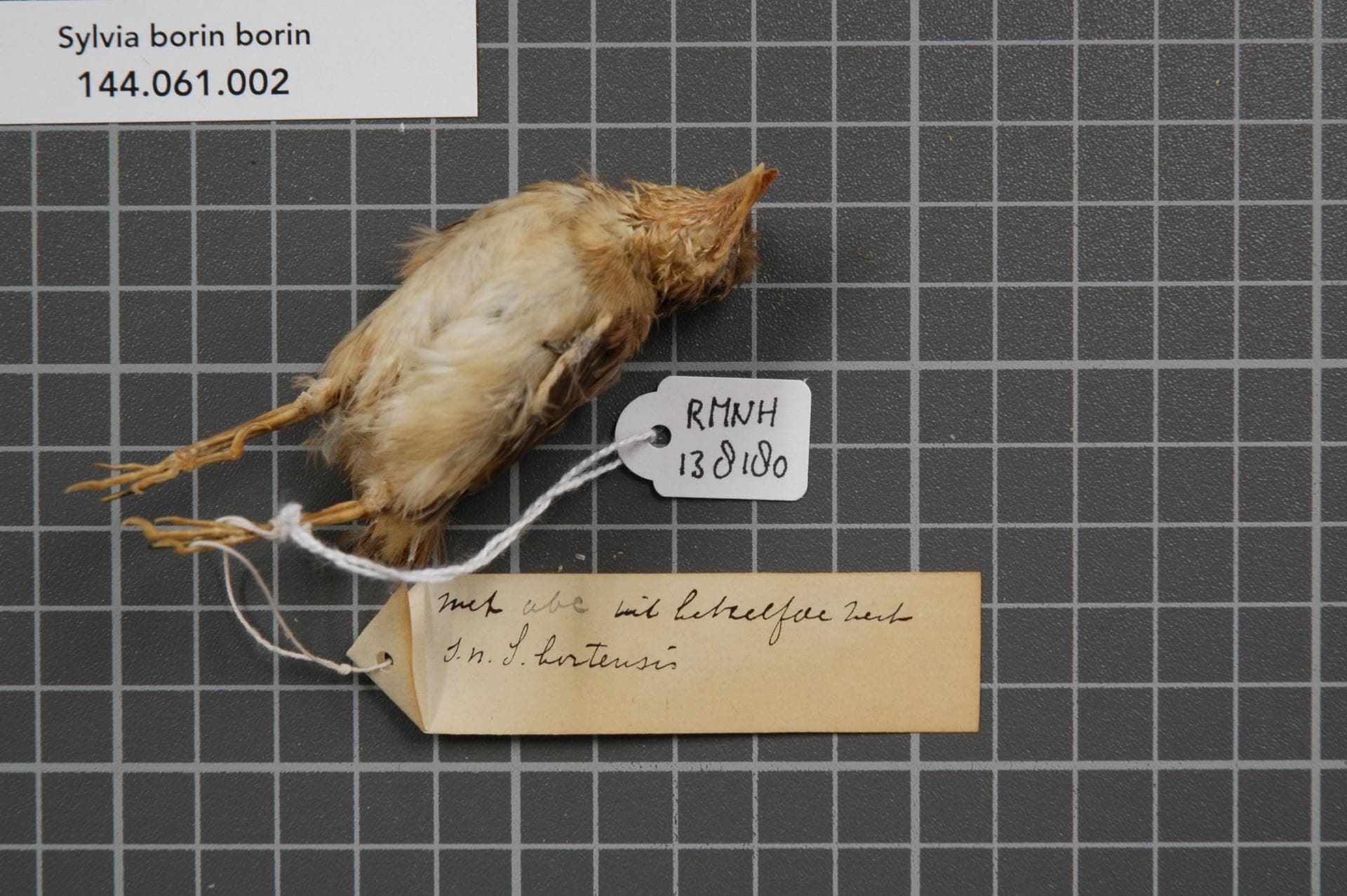 Tuinfluiter (Sylvia borin) - Naturalis Biodiversity Center - RMNH.AVES.138180 2 - Sylvia borin borin (Boddaert, 1783) - Sylviidae - bird skin specimen