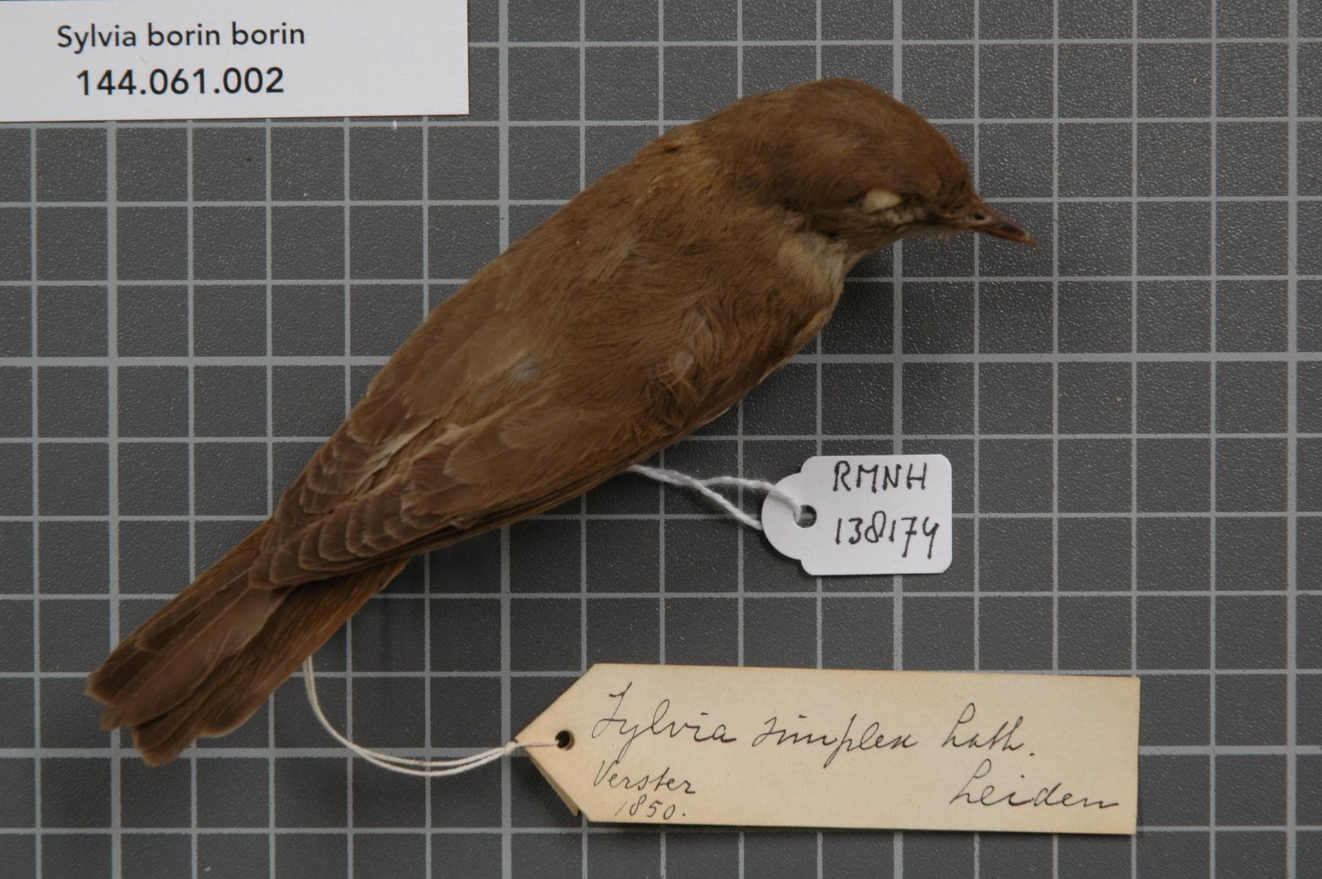 Tuinfluiter (Sylvia borin) - Naturalis Biodiversity Center - RMNH.AVES.138174 1 - Sylvia borin borin (Boddaert, 1783) - Sylviidae - bird skin specimen