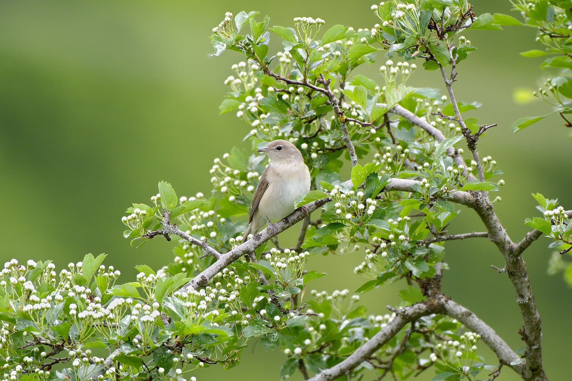 Tuinfluiter (Sylvia borin) - Garden warbler (Sylvia borin) at the UNESCO Biosphere Reserve Swabian Alb