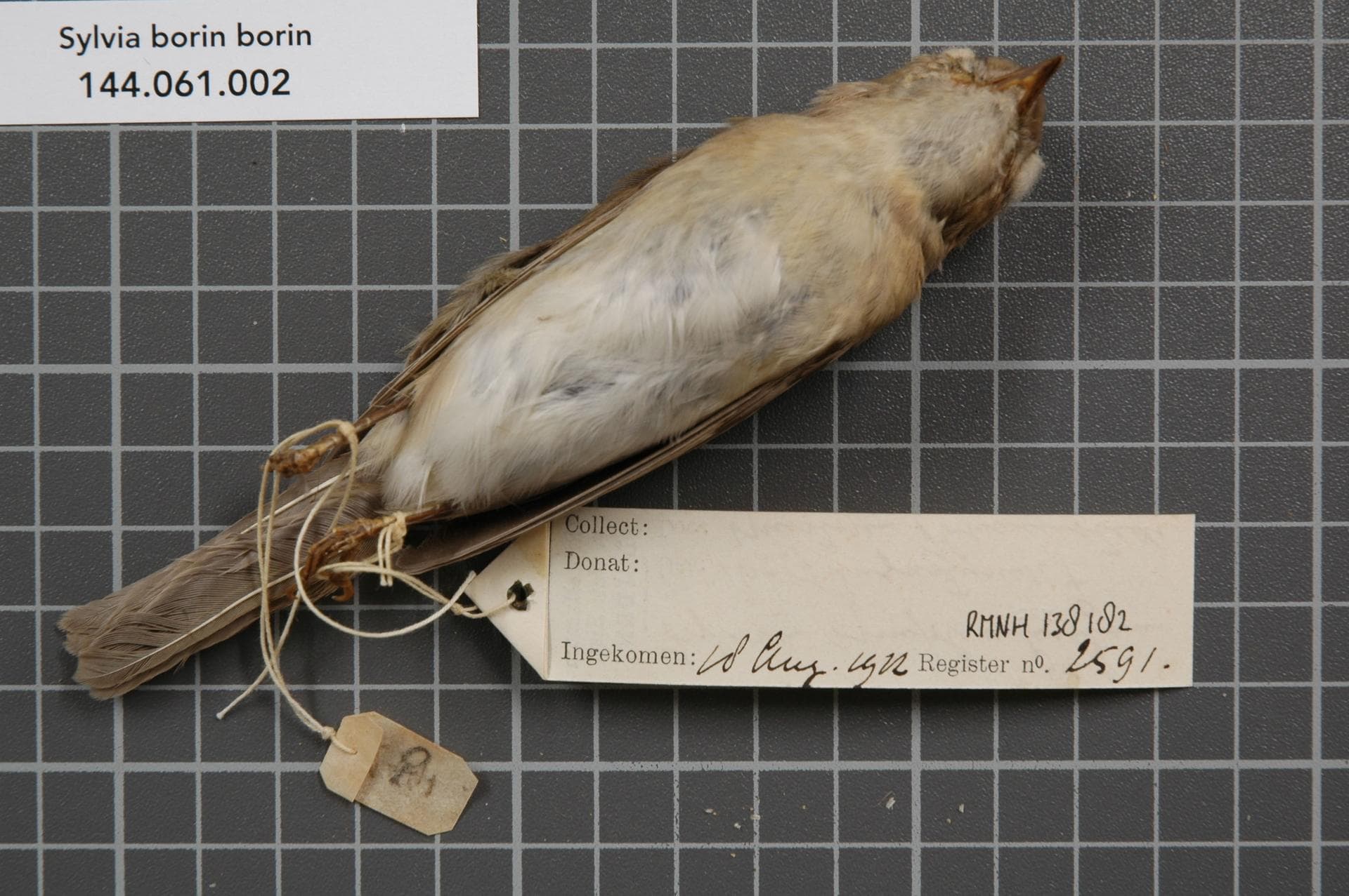 Tuinfluiter (Sylvia borin) - Naturalis Biodiversity Center - RMNH.AVES.138182 2 - Sylvia borin borin (Boddaert, 1783) - Sylviidae - bird skin specimen