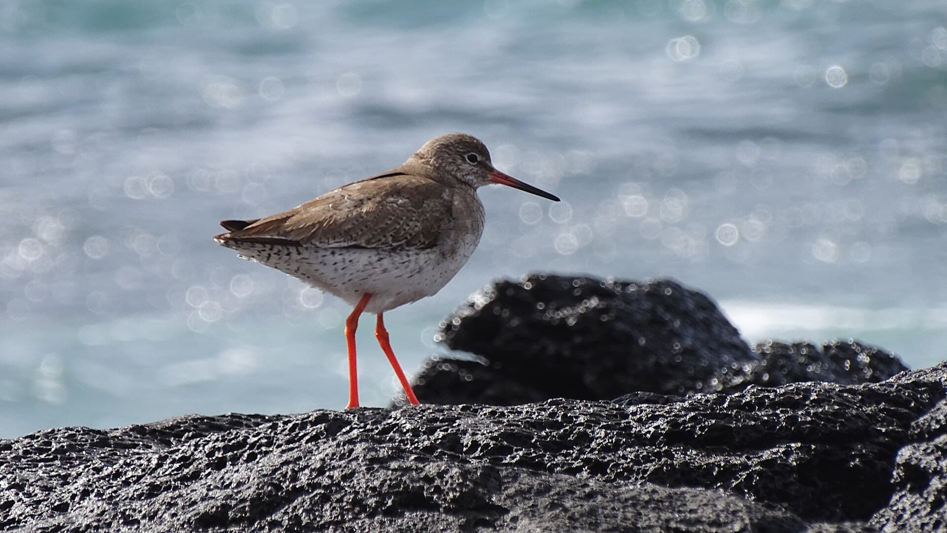 Tureluur (Tringa totanus) - Bird - panoramio (11)
