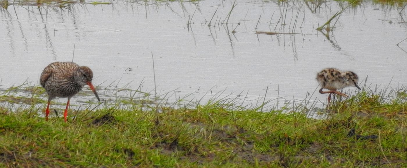 Tureluur (Tringa totanus) - Rödbena Common Redshank (19730353363)