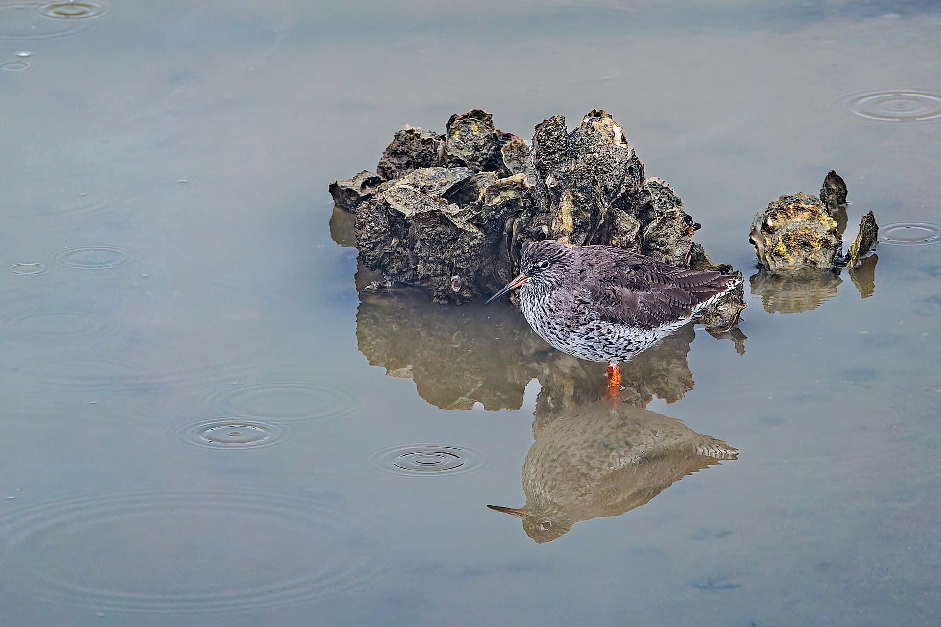 Tureluur (Tringa totanus) - Rotschenkel (Tringa totanus) (53633851007)
