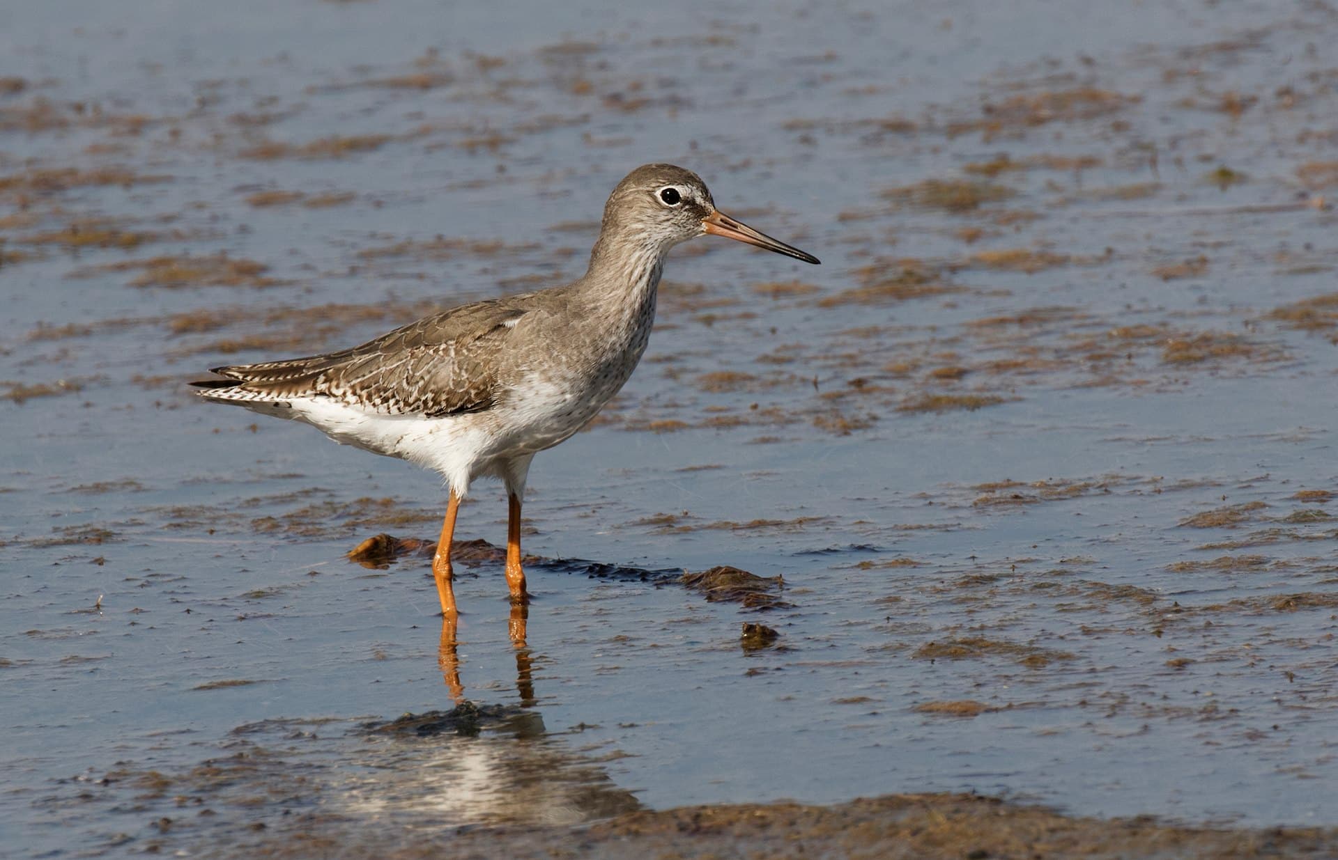 Tureluur (Tringa totanus) - Tringa totanus - Common Redshank, Adana 2016 01-5