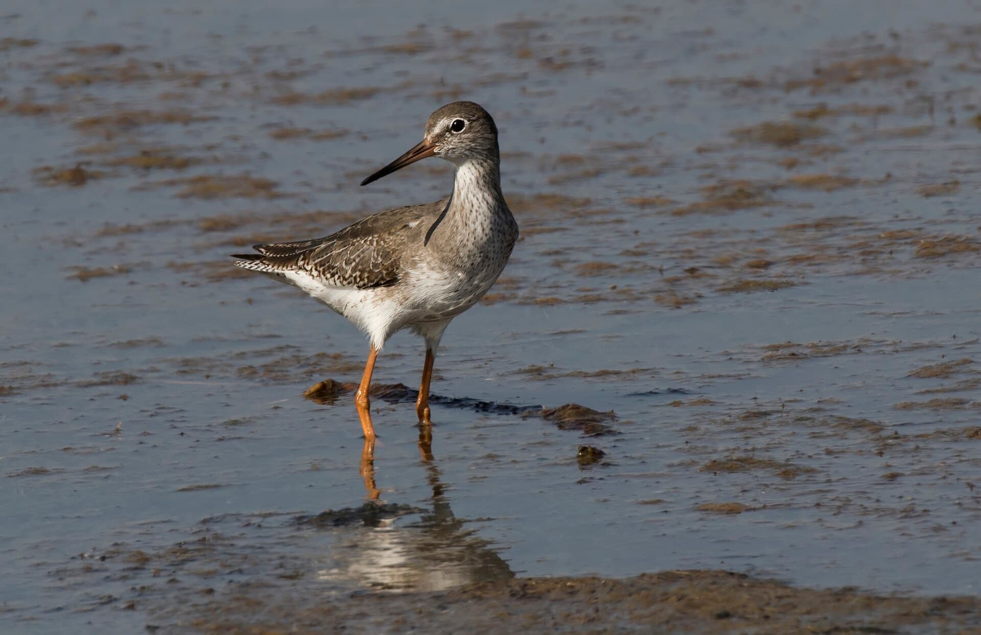Tureluur (Tringa totanus) - Tringa totanus - Common Redshank, Adana 2016 01-3