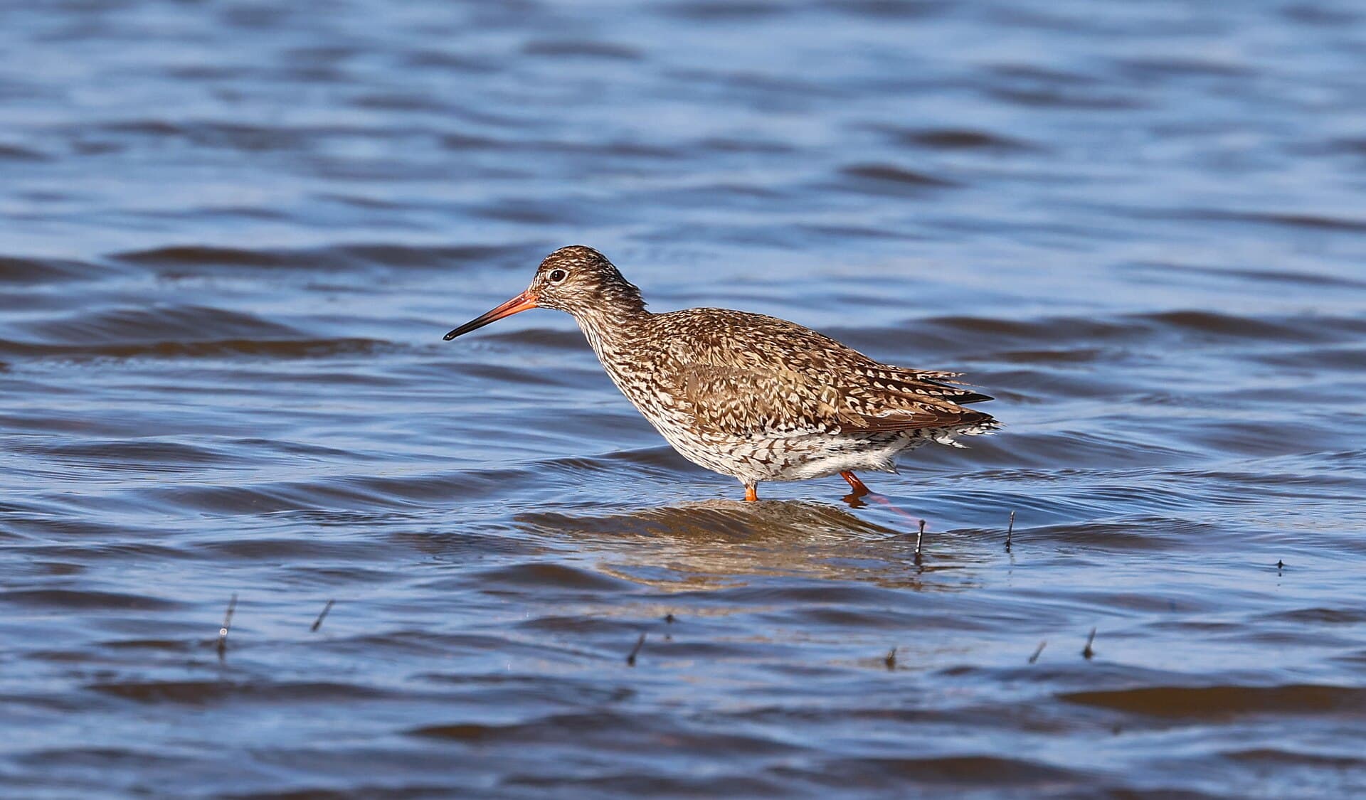 Tureluur (Tringa totanus) - Chevalier gambette