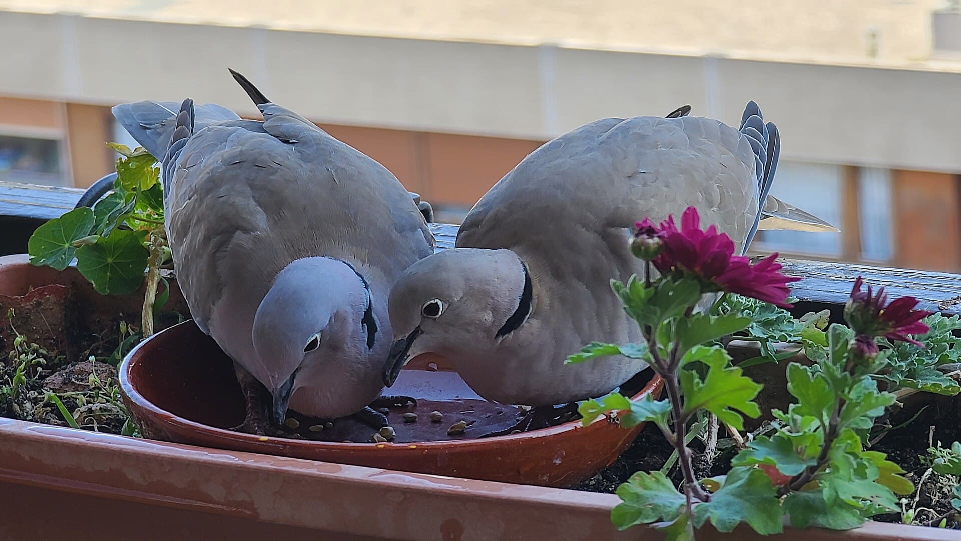 Turkse Tortel (Streptopelia decaocto) - Couple de tourterelles turques 2