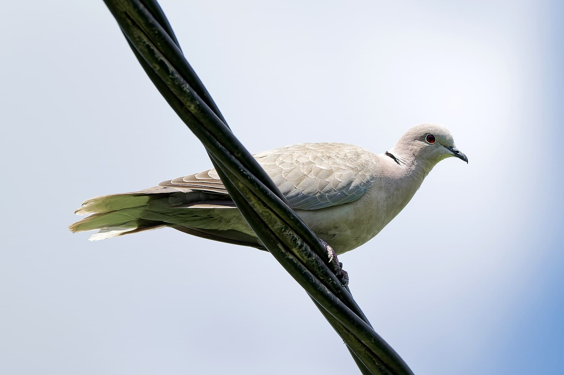 Turkse Tortel (Streptopelia decaocto) - Sierpówka zwyczajna w Rżuchowie w województwie świętokrzyskim, 20250525 1234 4289
