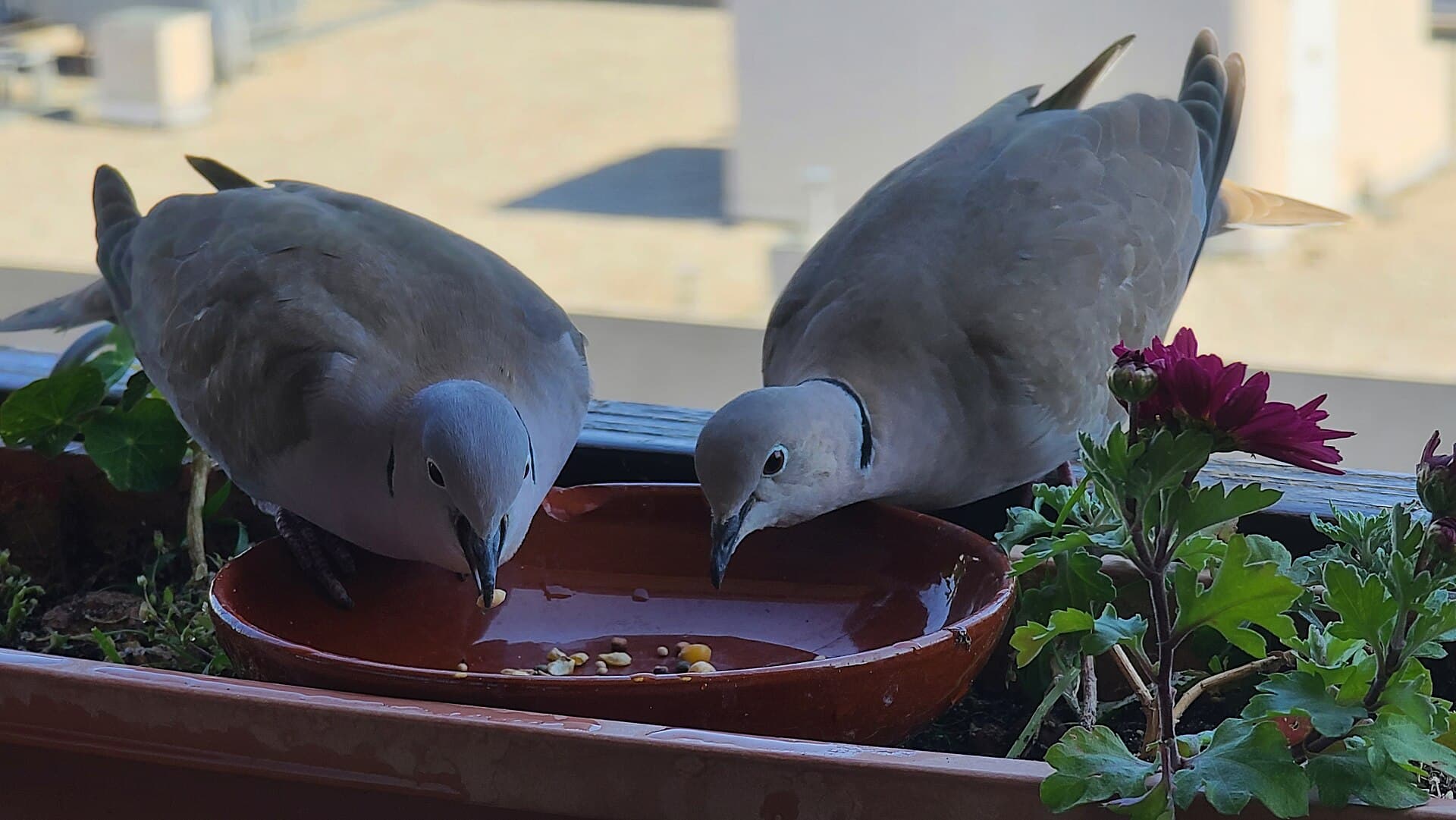 Turkse Tortel (Streptopelia decaocto) - Tourterelles turques