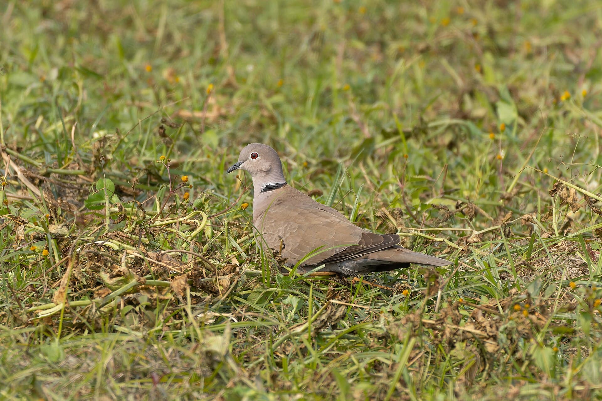 Turkse Tortel (Streptopelia decaocto) - Eurasian Collared-Dove by Tisha Mukherjee 13