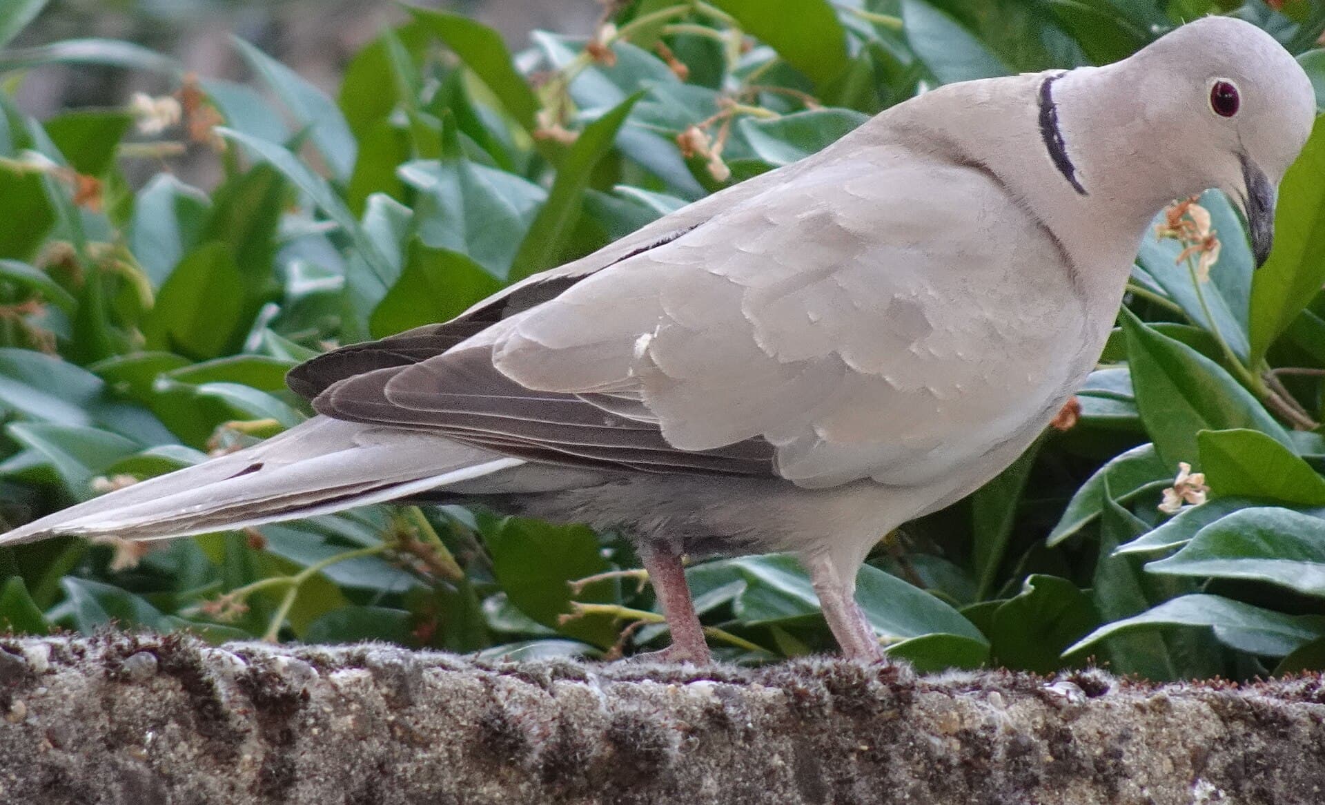 Turkse Tortel (Streptopelia decaocto) - DSC02017 - Eurasian collared dove