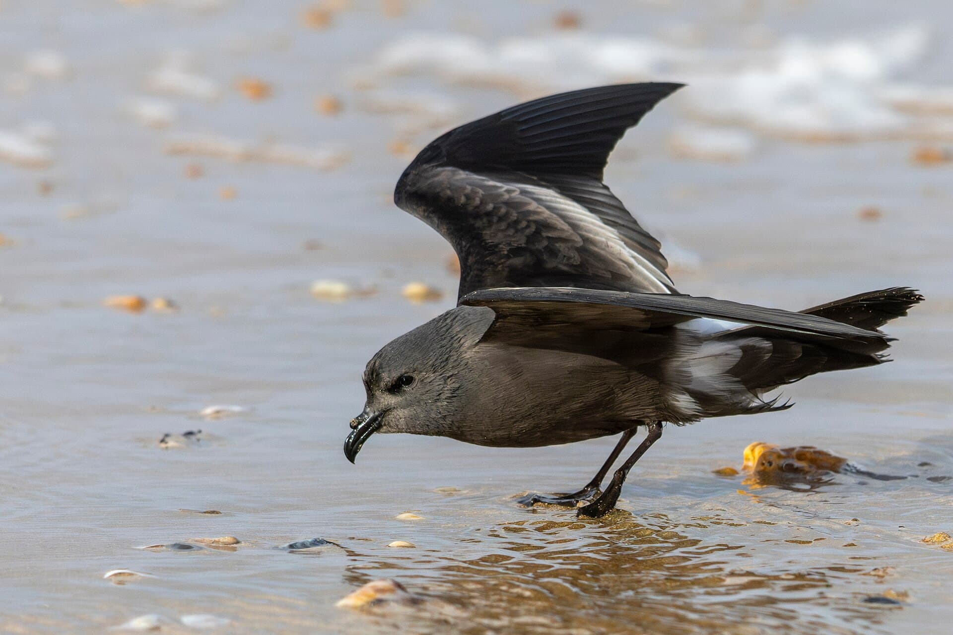 Vaal Stormvogeltje (Oceanodroma leucorhoa) - Leach's Storm-petrel Saint-Jean-de-Monts 05