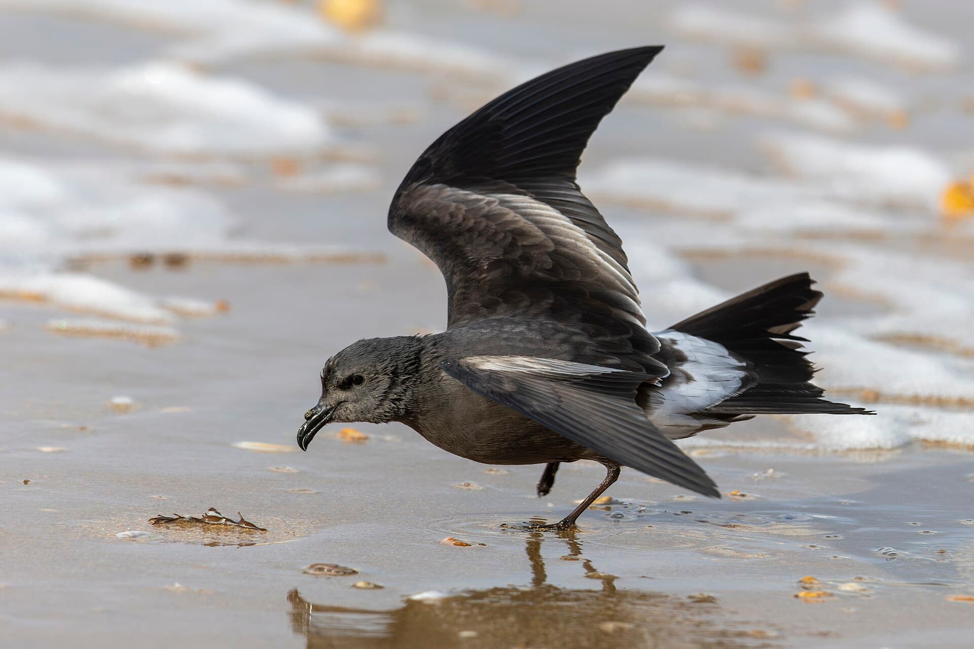 Vaal Stormvogeltje (Oceanodroma leucorhoa) - Leach's Storm-petrel Saint-Jean-de-Monts 02