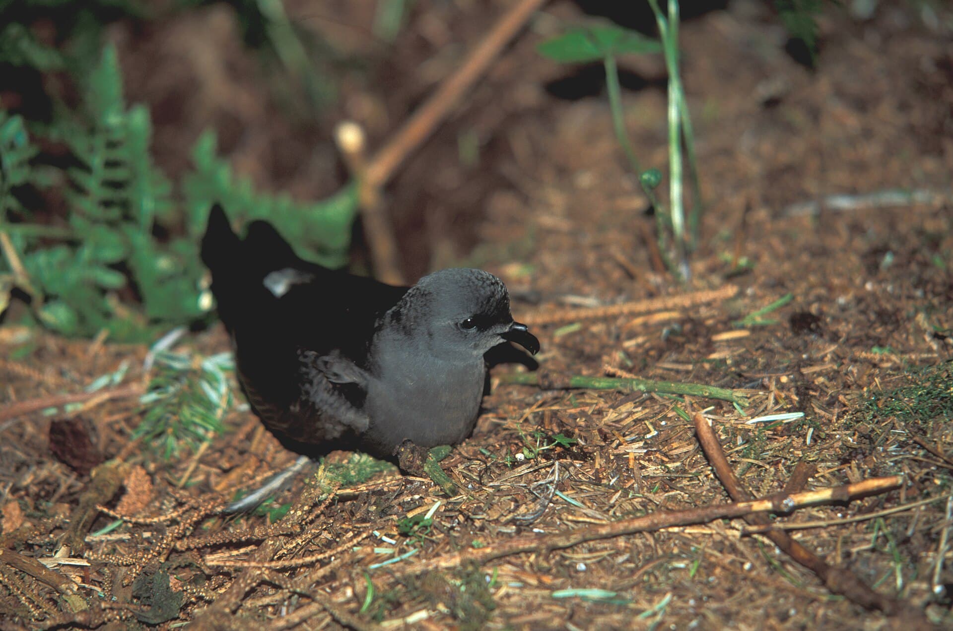 Vaal Stormvogeltje (Oceanodroma leucorhoa) - Lesp