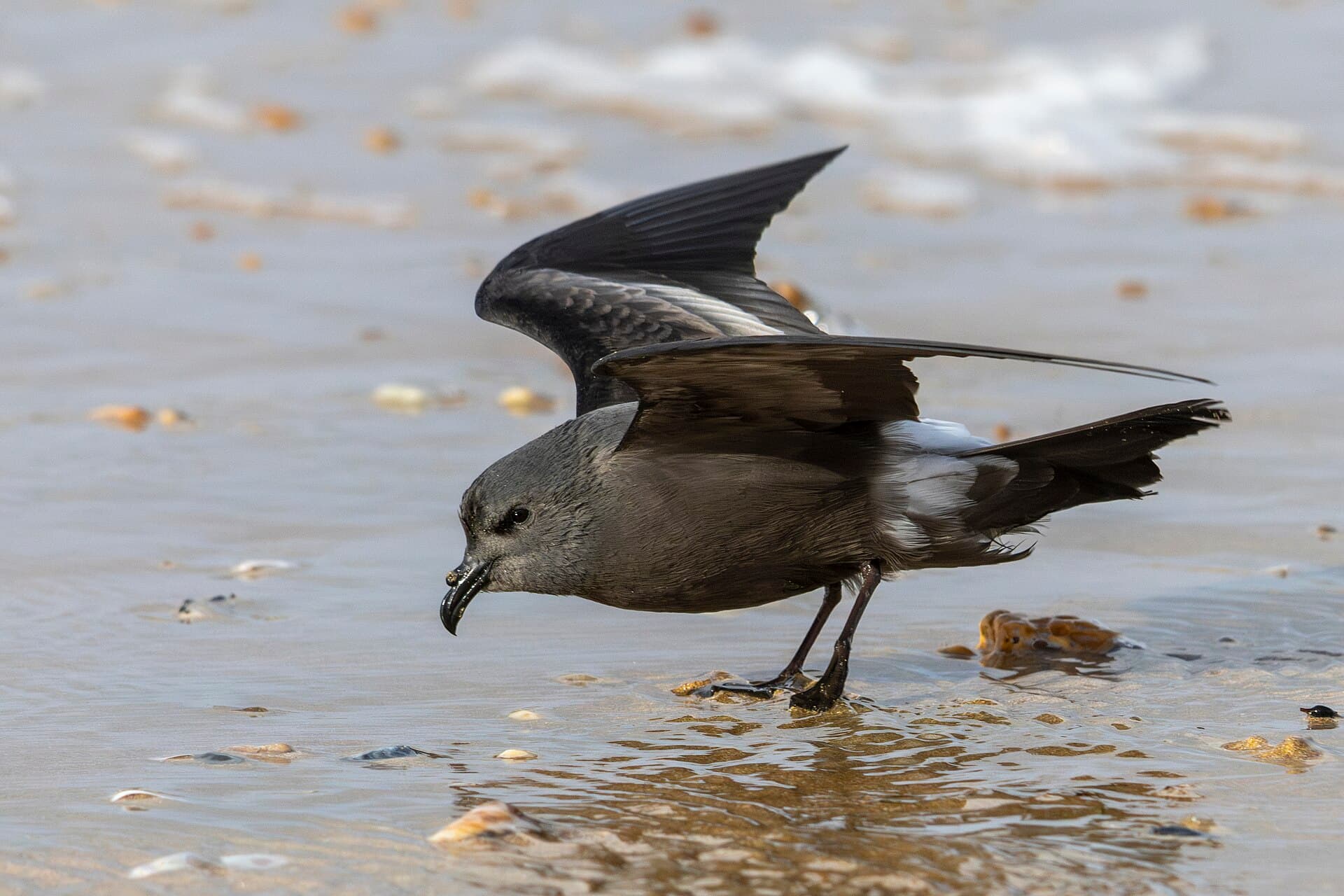 Vaal Stormvogeltje (Oceanodroma leucorhoa) - Leach's Storm-petrel Saint-Jean-de-Monts 01
