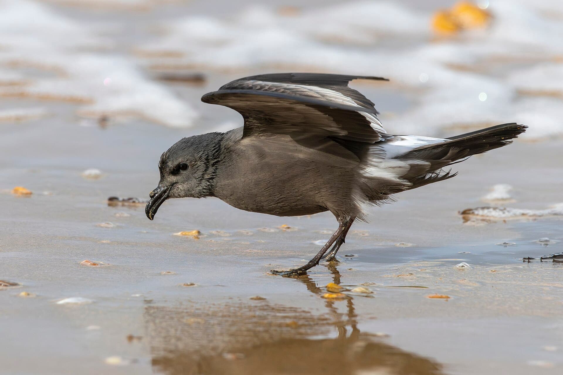 Vaal Stormvogeltje (Oceanodroma leucorhoa) - Leach's Storm-petrel Saint-Jean-de-Monts 03