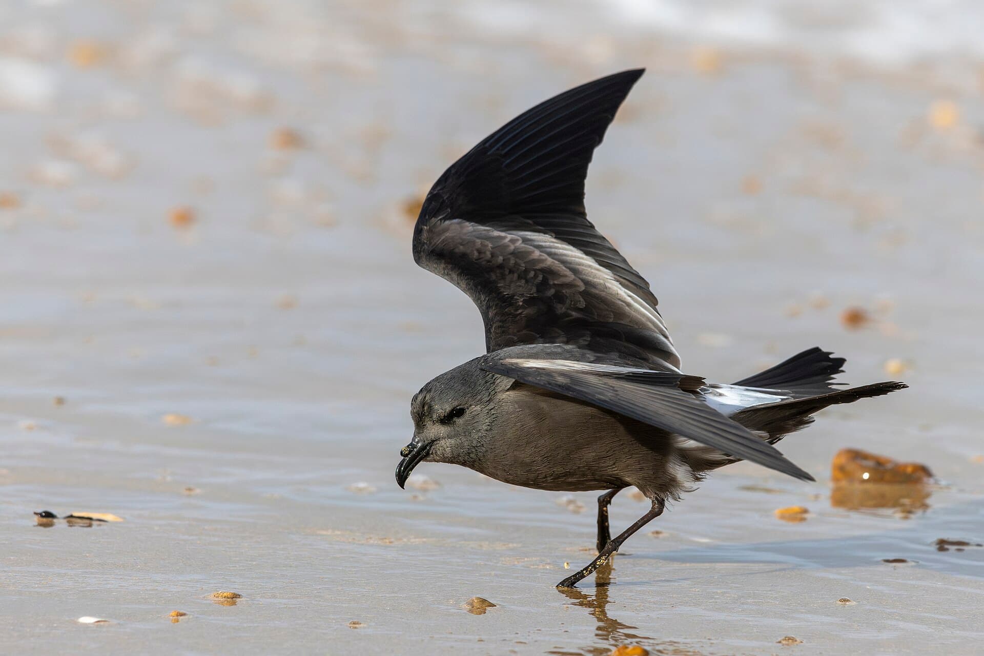 Vaal Stormvogeltje (Oceanodroma leucorhoa) - Leach's Storm-petrel Saint-Jean-de-Monts 04
