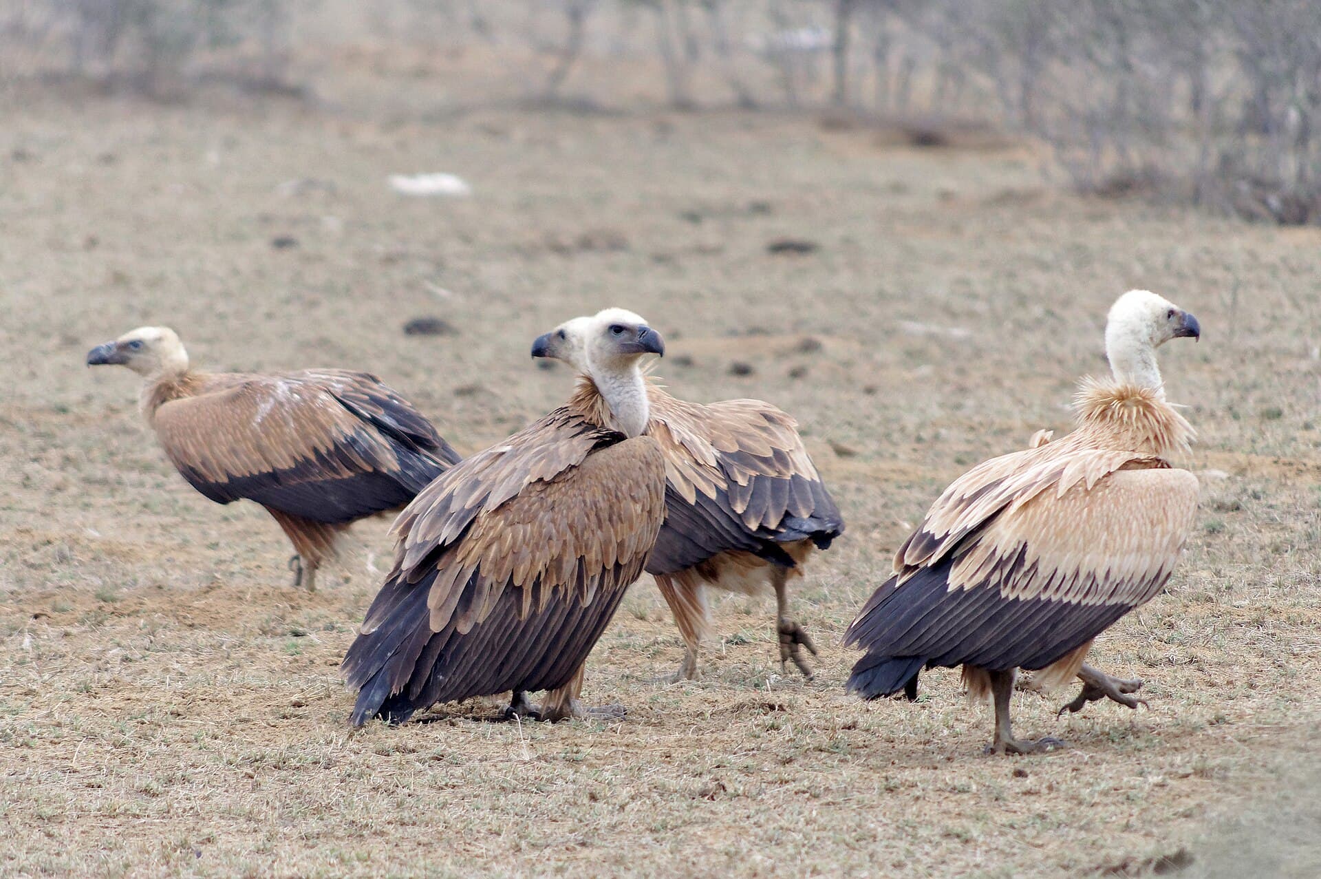 Vale Gier (Gyps fulvus) - 20191213 Gyps fulvus, Jor Beed Bird Sanctuary, Bikaner 0931 8289